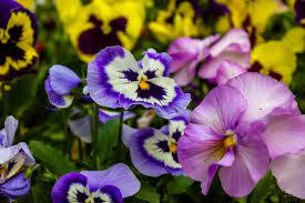 pansies, vibrant purple, yellow, SD Desktop Wallpaper