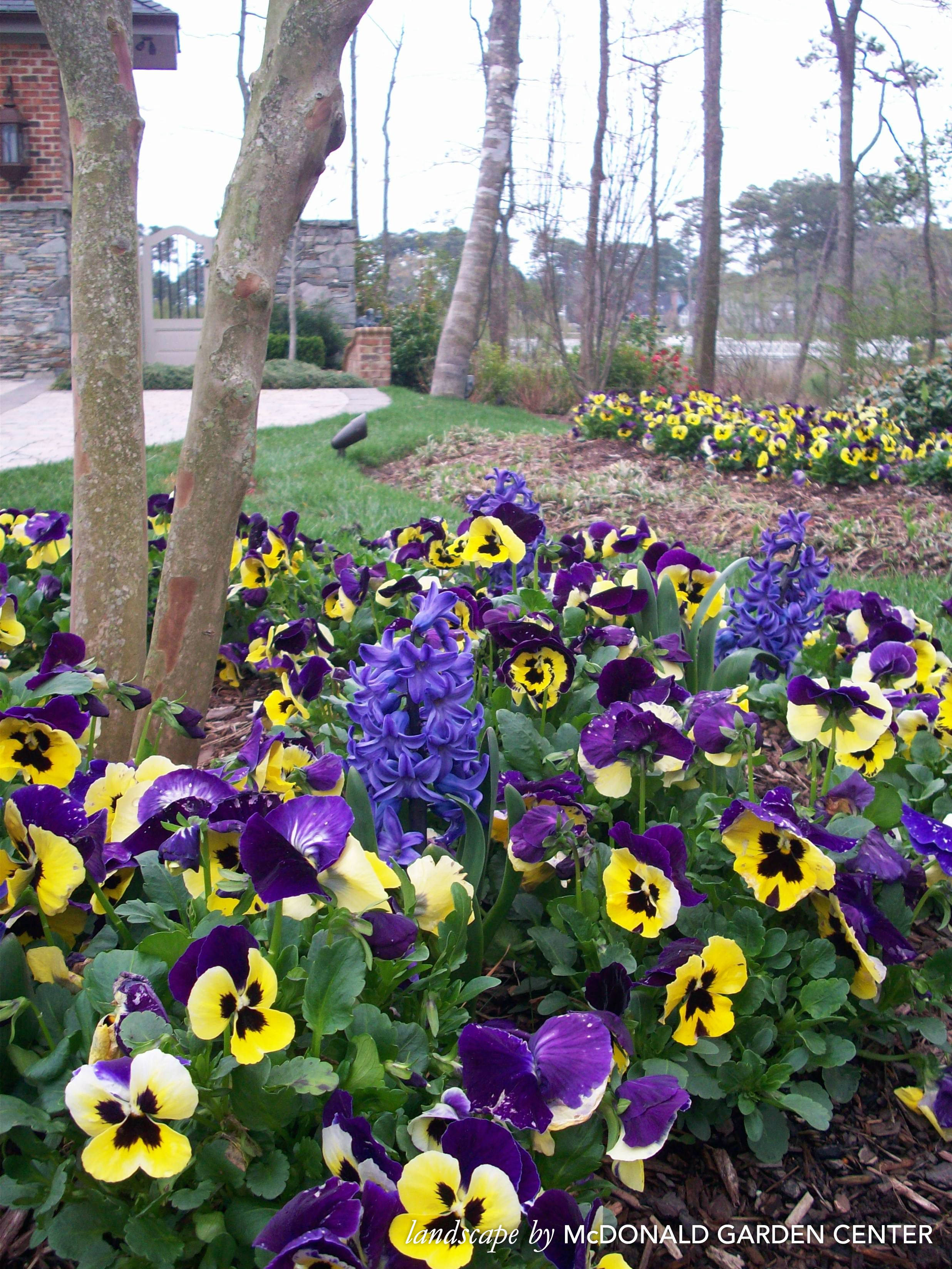 pansies, vibrant purple, yellow, 2K Phone Wallpaper