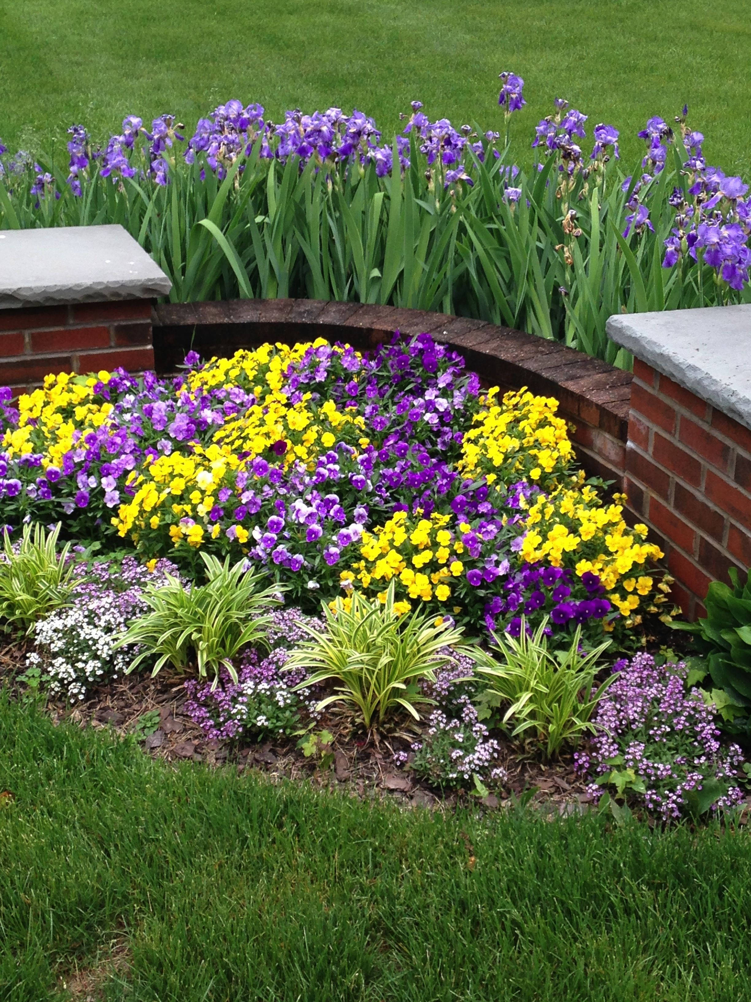 Pansy, yellow and purple flowers, curved brick border, 2K Phone Wallpaper