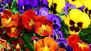 pansy, red, yellow, SD Desktop Wallpaper