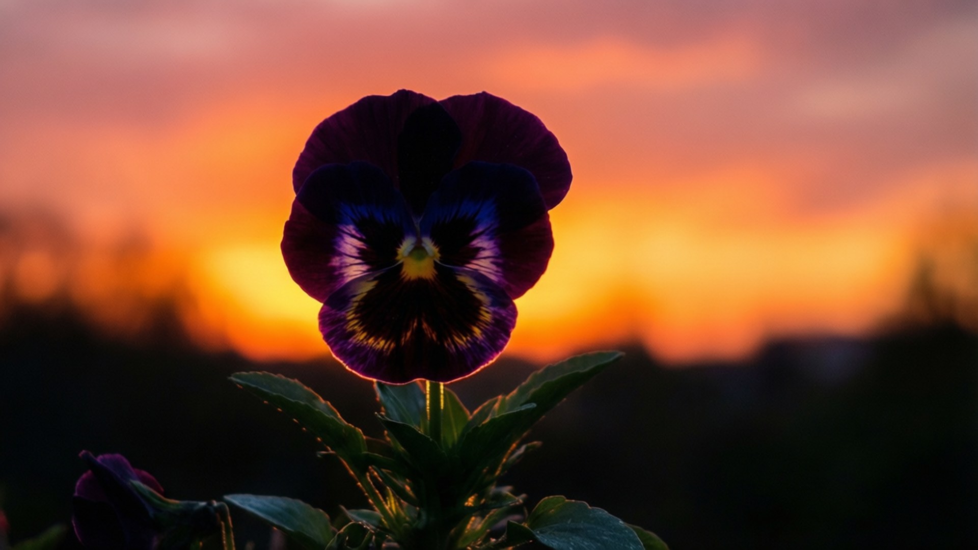 Pansy, sunset, fiery orange, Full HD Desktop Wallpaper