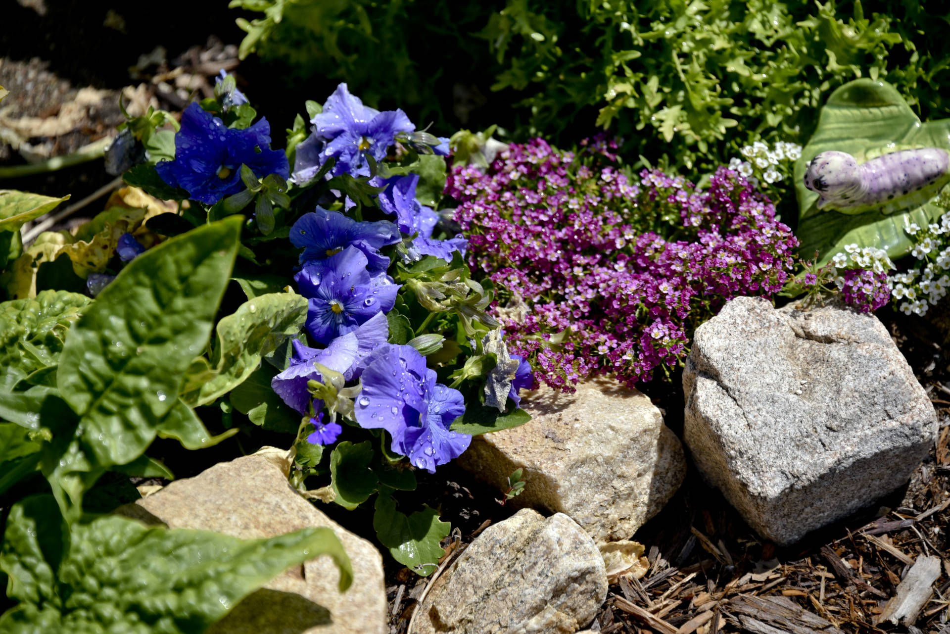 purple pansies, pink pansies, green leaves, Full HD Desktop Wallpaper