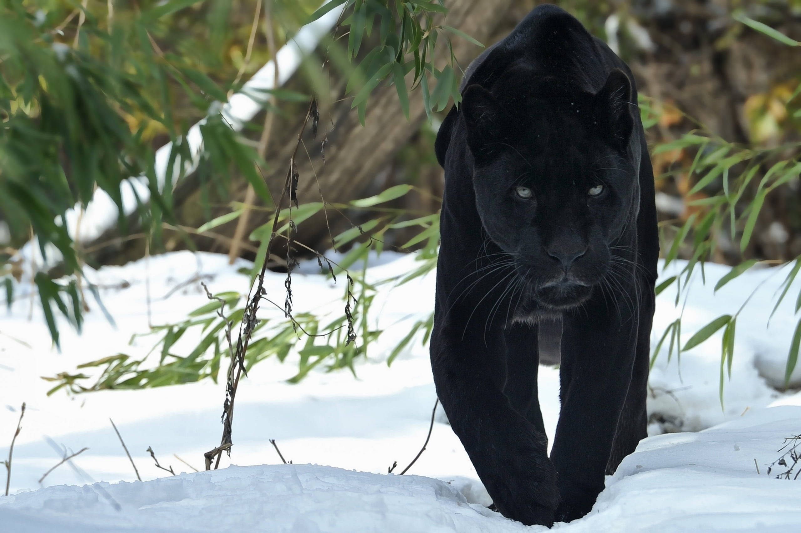 Black Panther, snow, green bamboo leaves, 2K Desktop Wallpaper