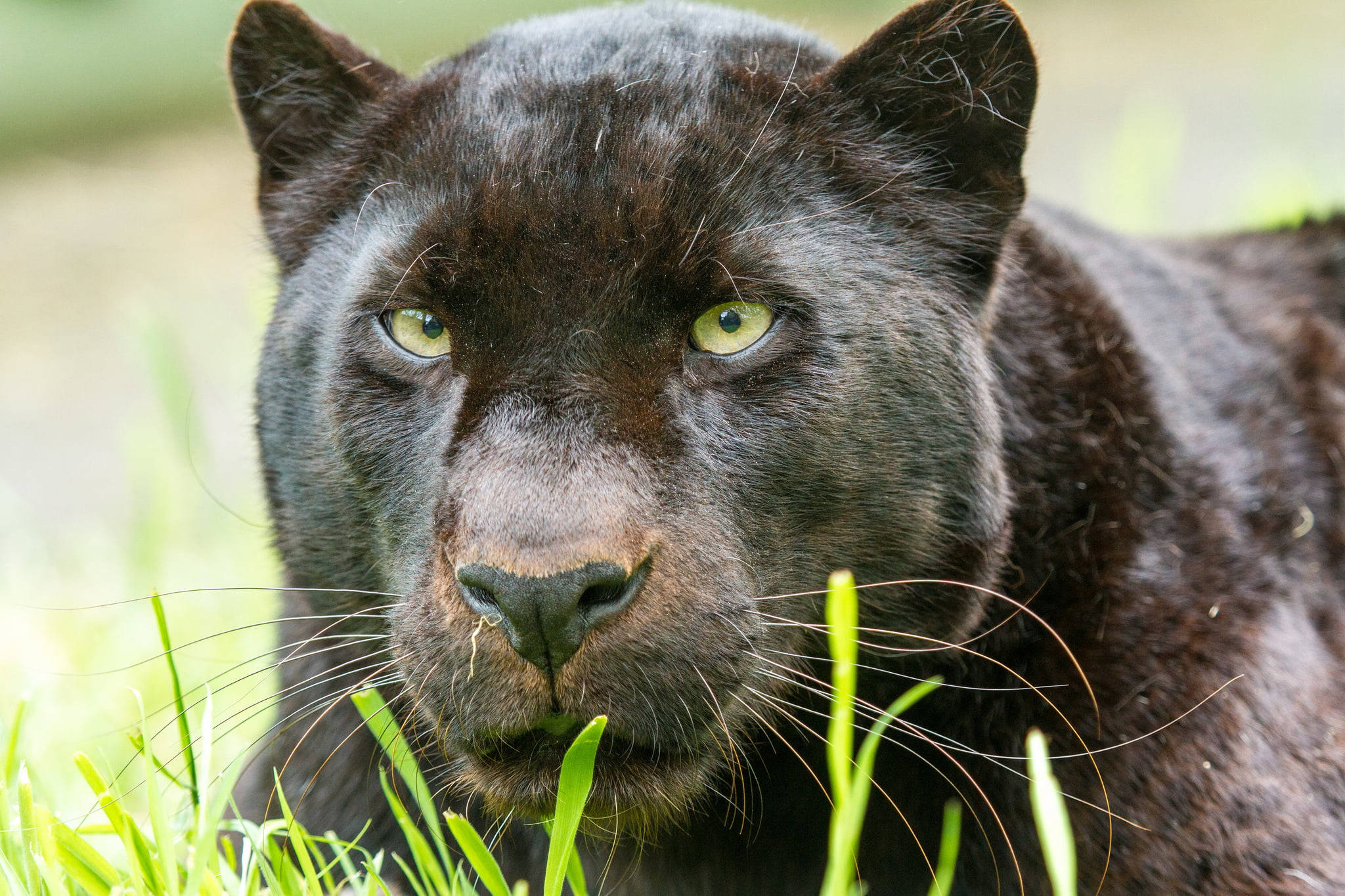 Black Panther, green eyes, lush green grass, Full HD Desktop Wallpaper