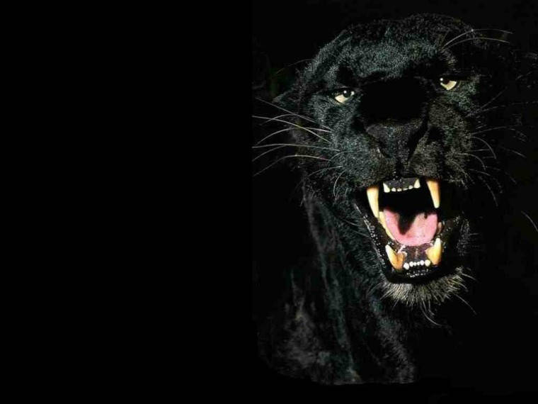 Black Panther, fierce, pitch black background, SD Desktop Wallpaper