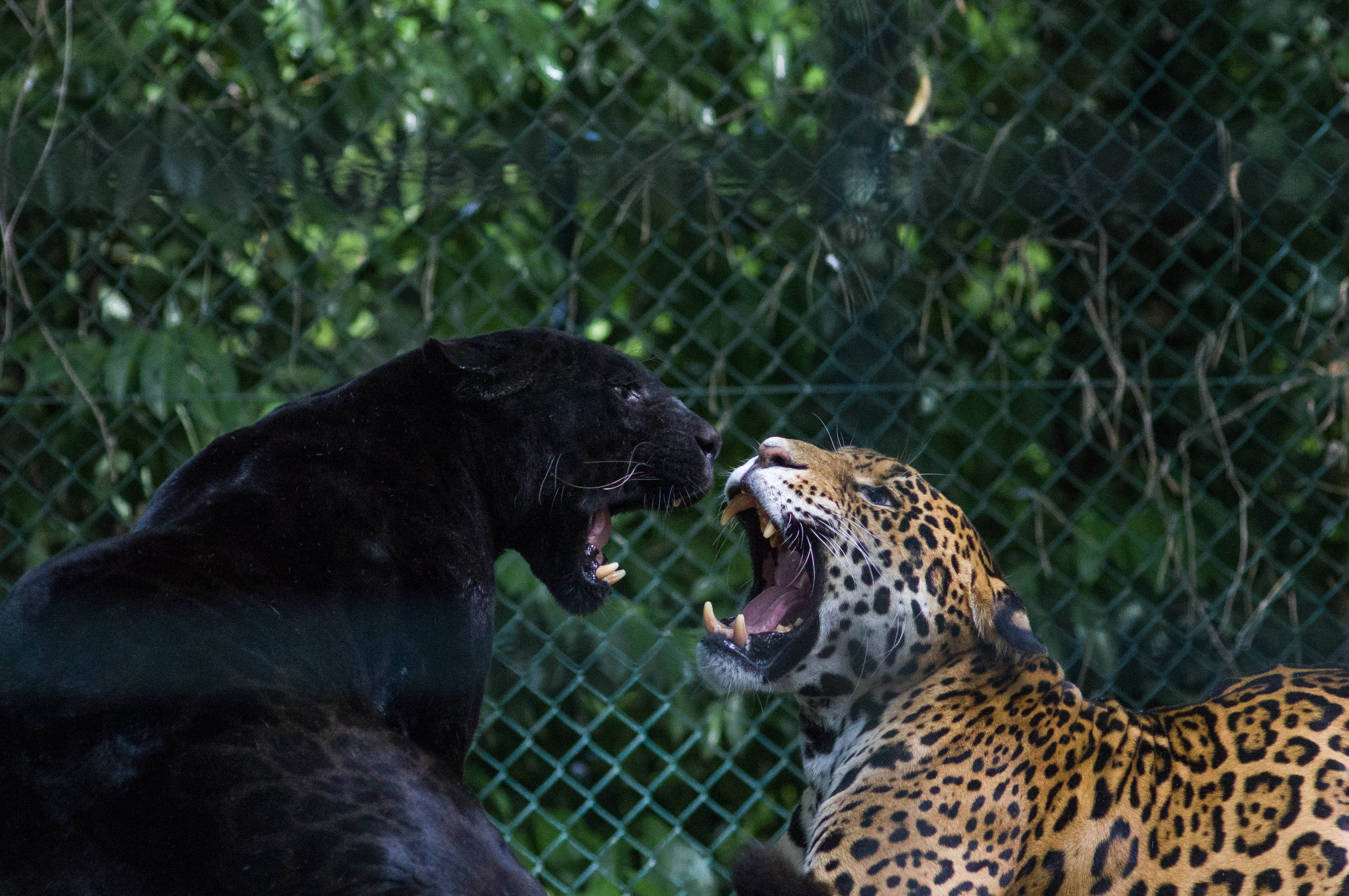 black panther, jaguar, green chain-link fence, 4K Desktop Wallpaper