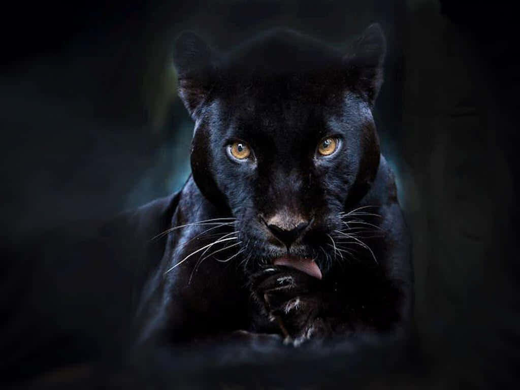 black panther, glowing amber eyes, dark, moody setting, SD Desktop Wallpaper