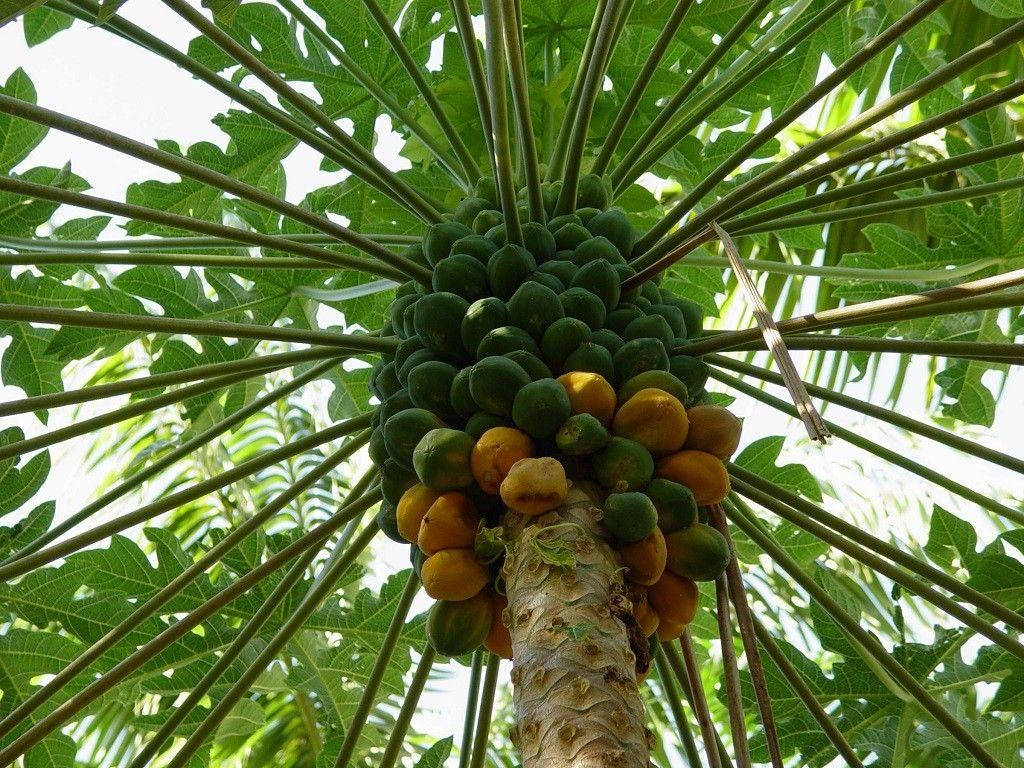 papaya tree, green fruits, ripening orange fruits, SD Desktop Wallpaper
