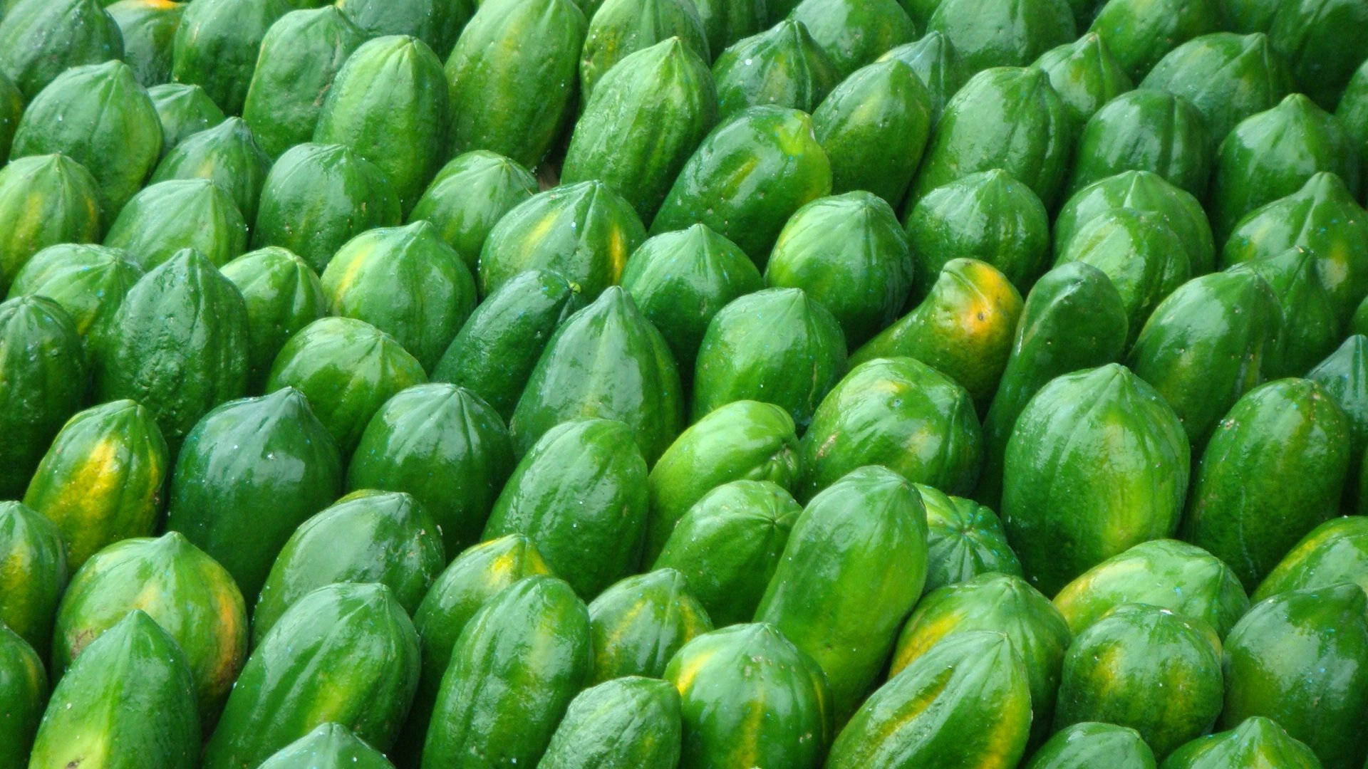 green papaya fruits, vibrant green, yellowish patches, Full HD Desktop Wallpaper