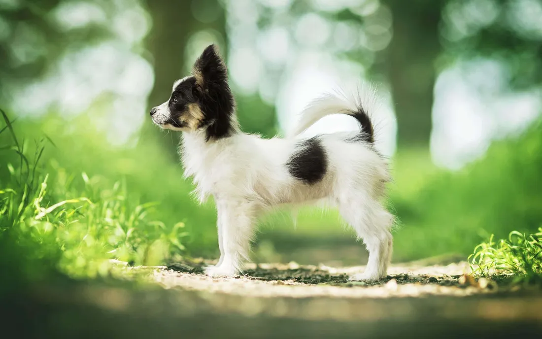 Papillon Dog