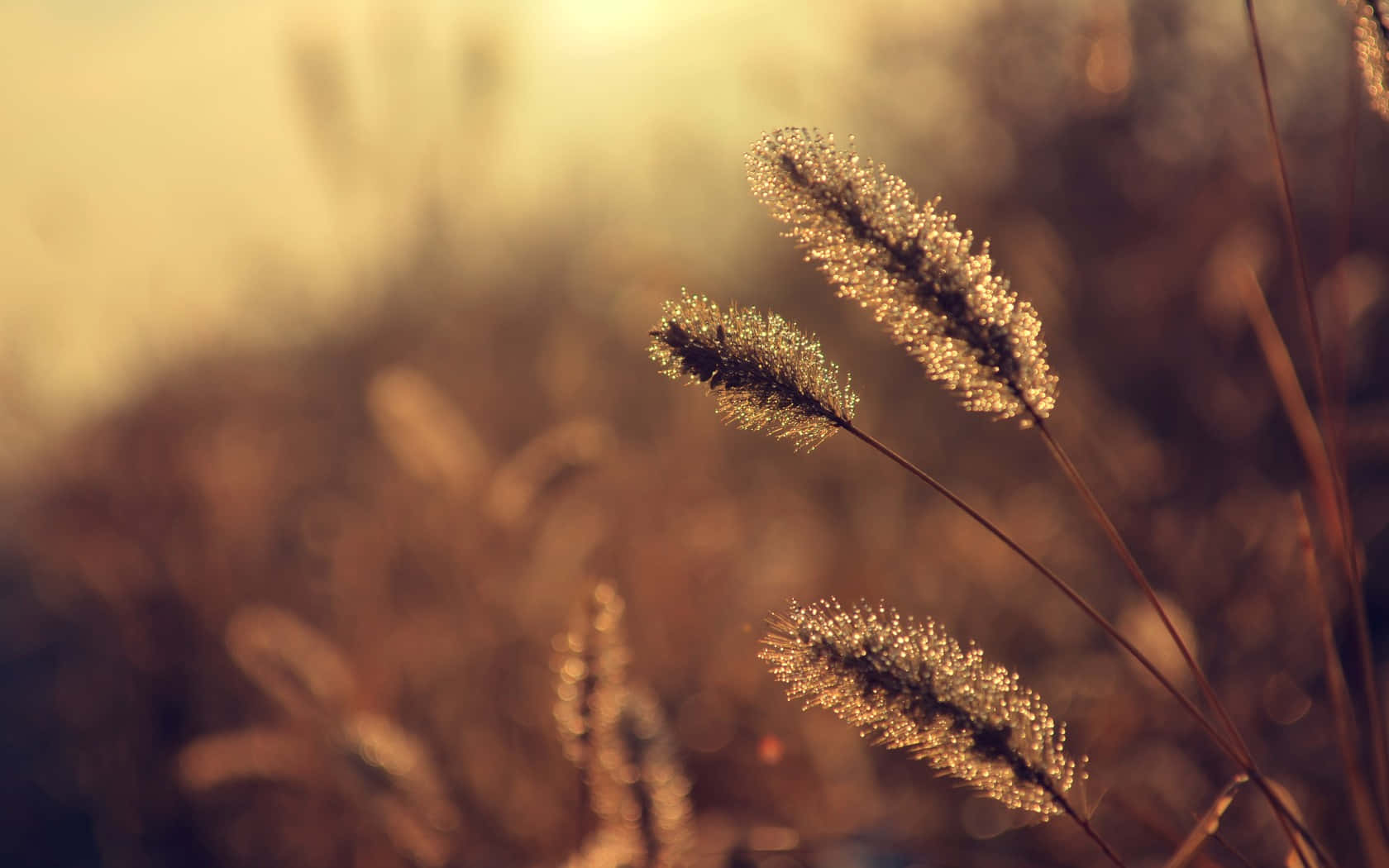 vintage park scenery, golden grass seed heads, warm backlighting, HD Desktop Wallpaper