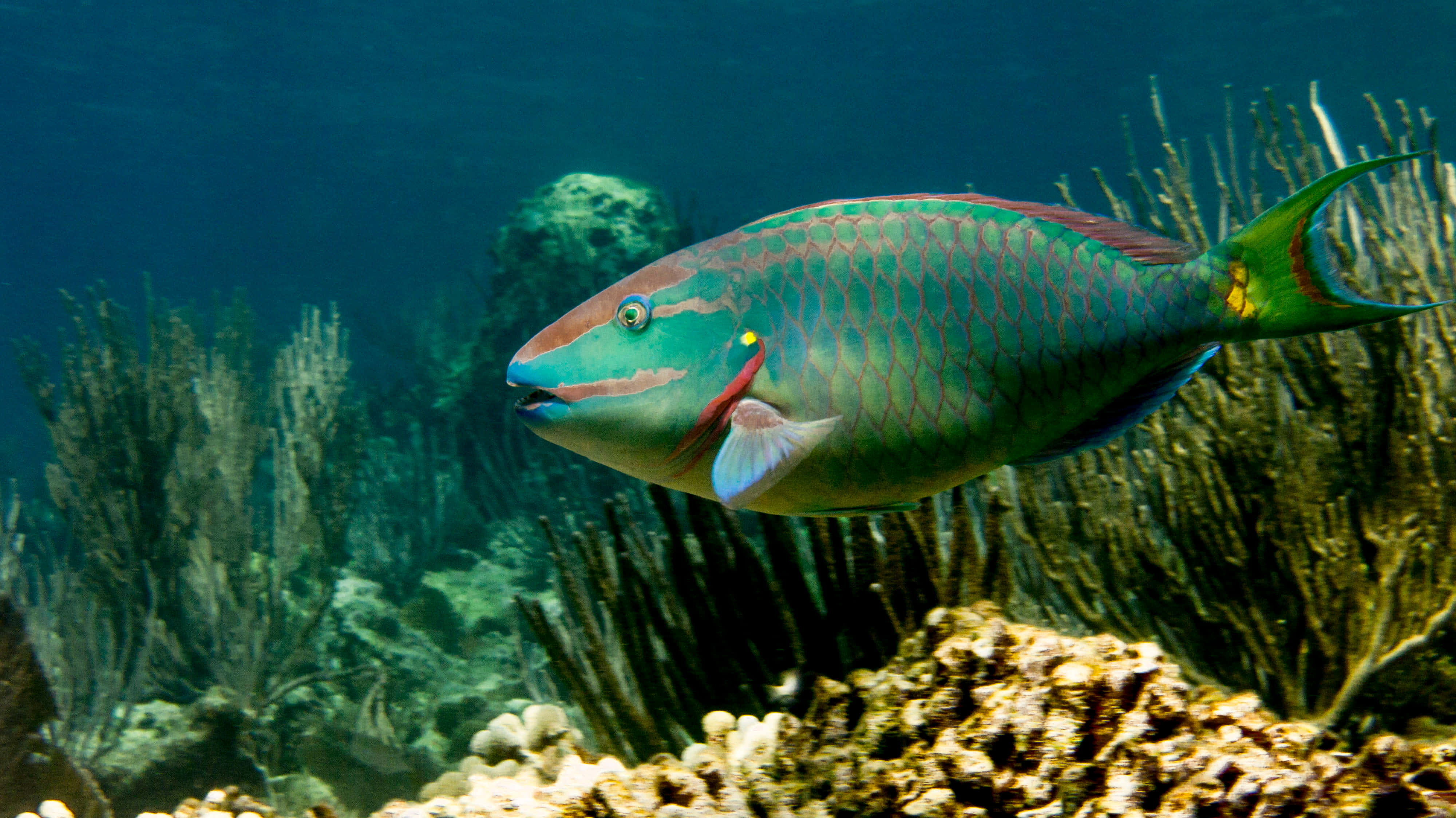 parrotfish, coral reef, green parrotfish, 4K Desktop Wallpaper