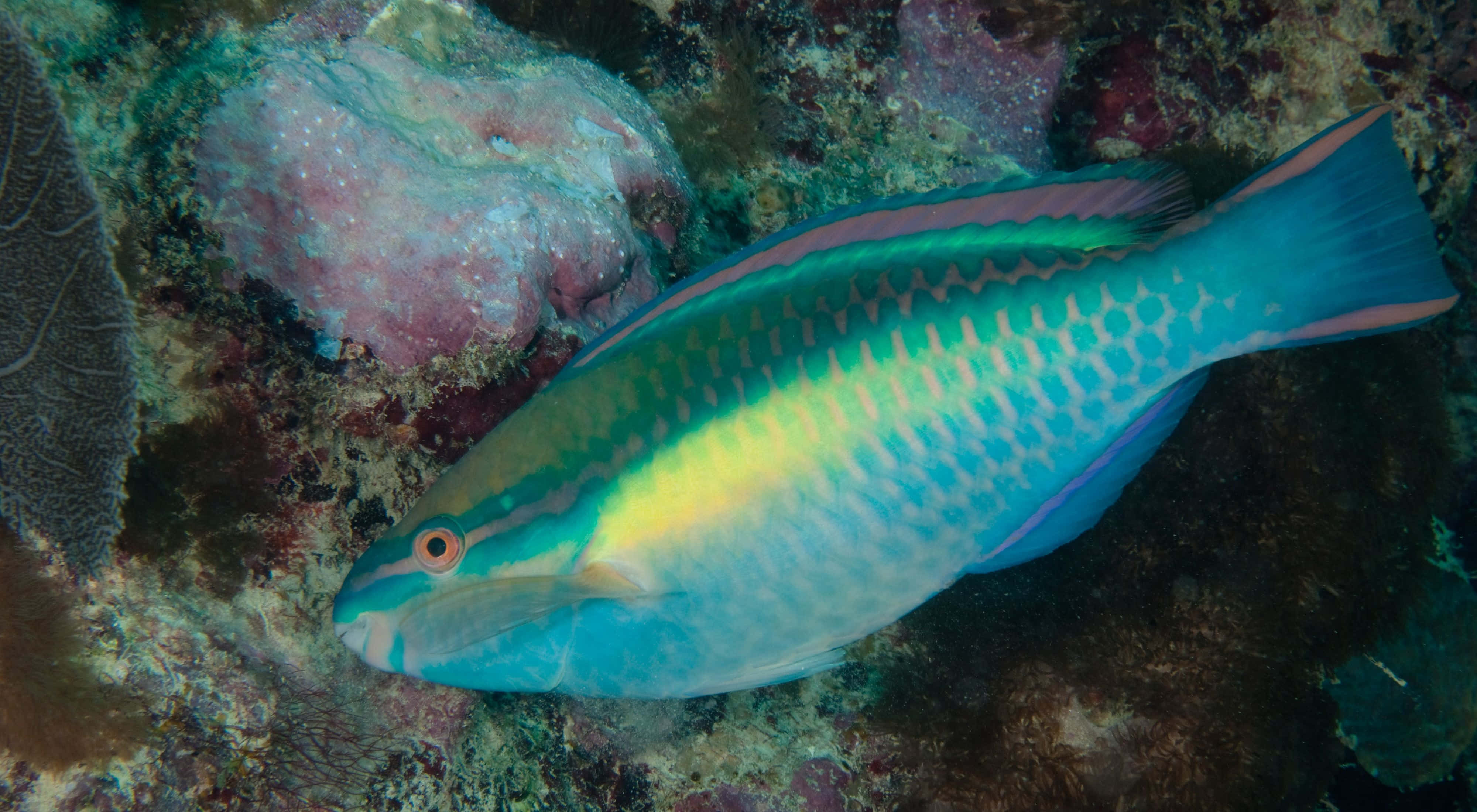 parrotfish, coral reef, iridescent blue green and yellow scales, 4K Desktop Wallpaper