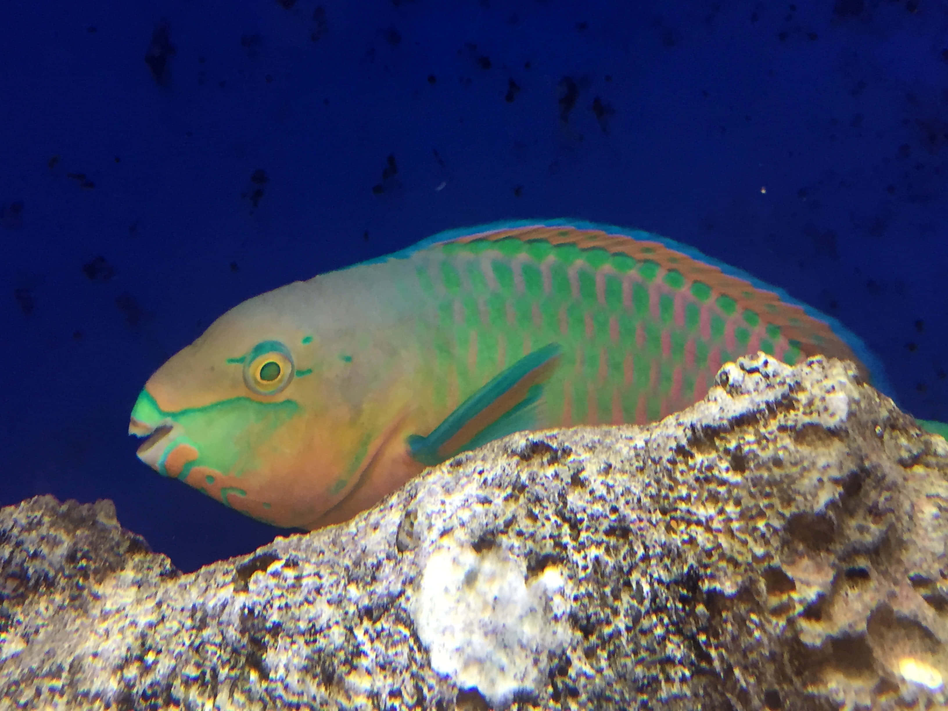 parrotfish, coral reef, green pink and blue scales, 2K Desktop Wallpaper