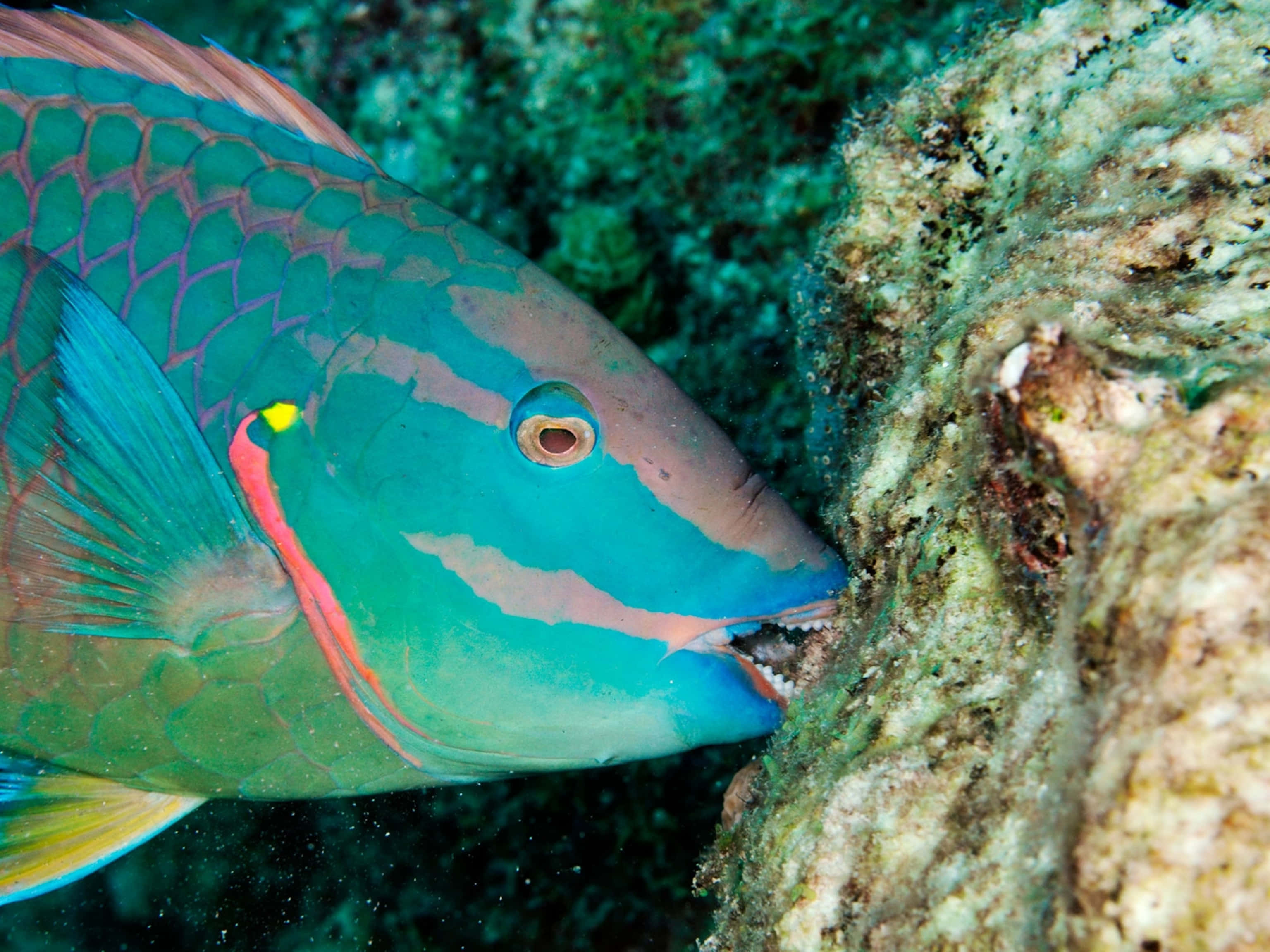 parrotfish, turquoise and pink scales, textured coral reef, 2K Desktop Wallpaper