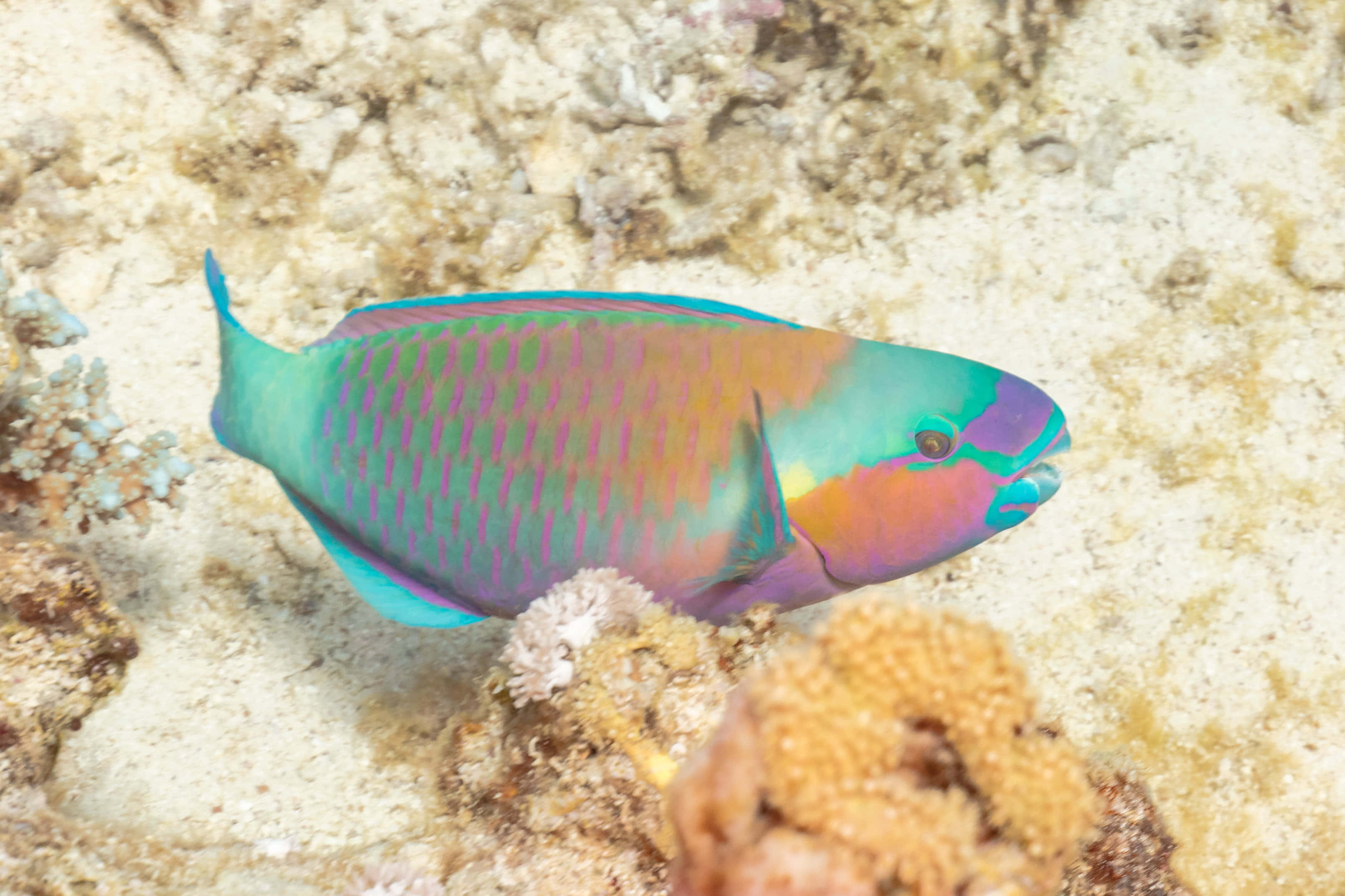 parrotfish, iridescent green pink and blue scales, textured coral reef, 2K Desktop Wallpaper