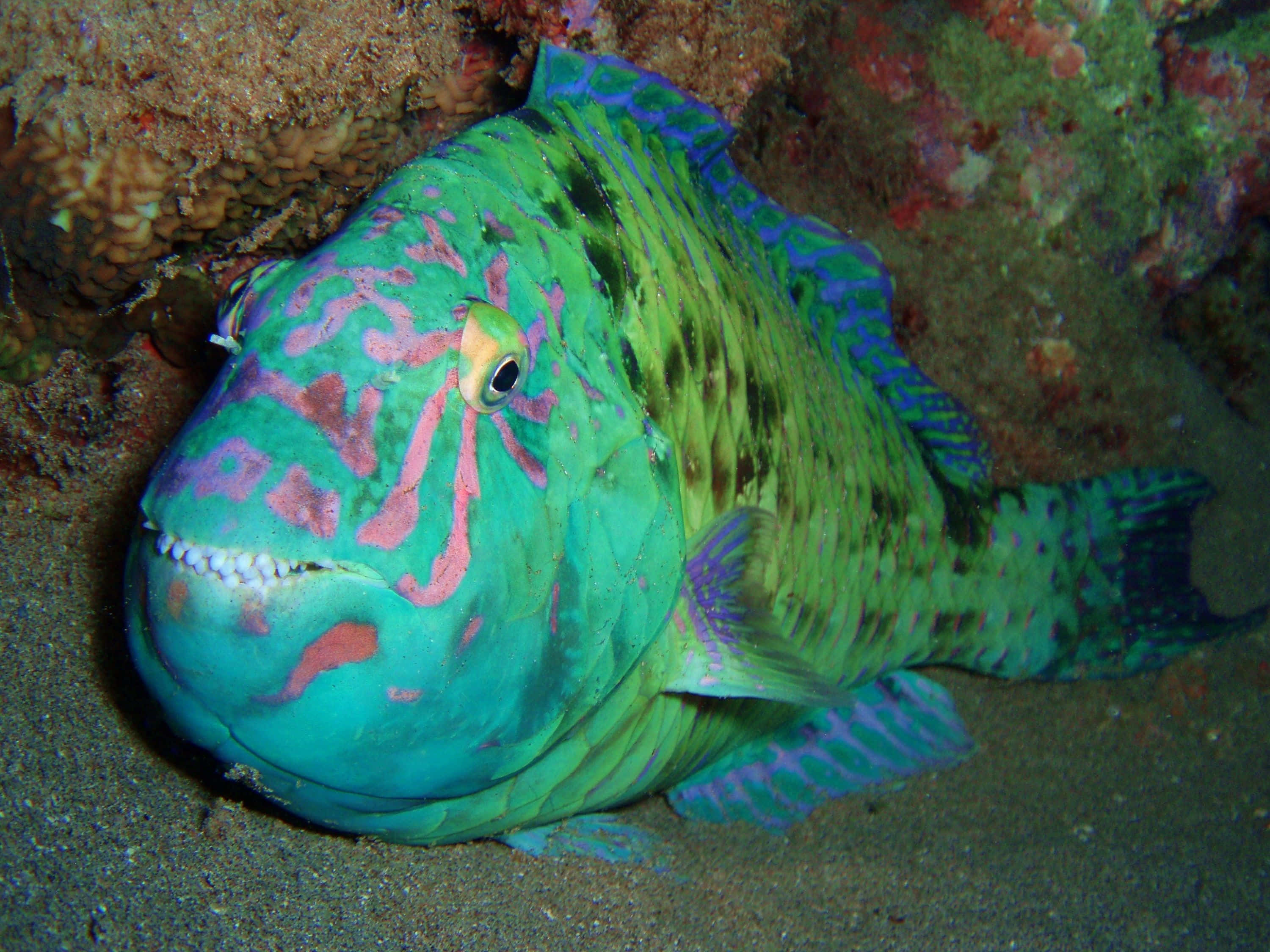 vibrant green parrotfish, pink markings, coral, 2K Desktop Wallpaper