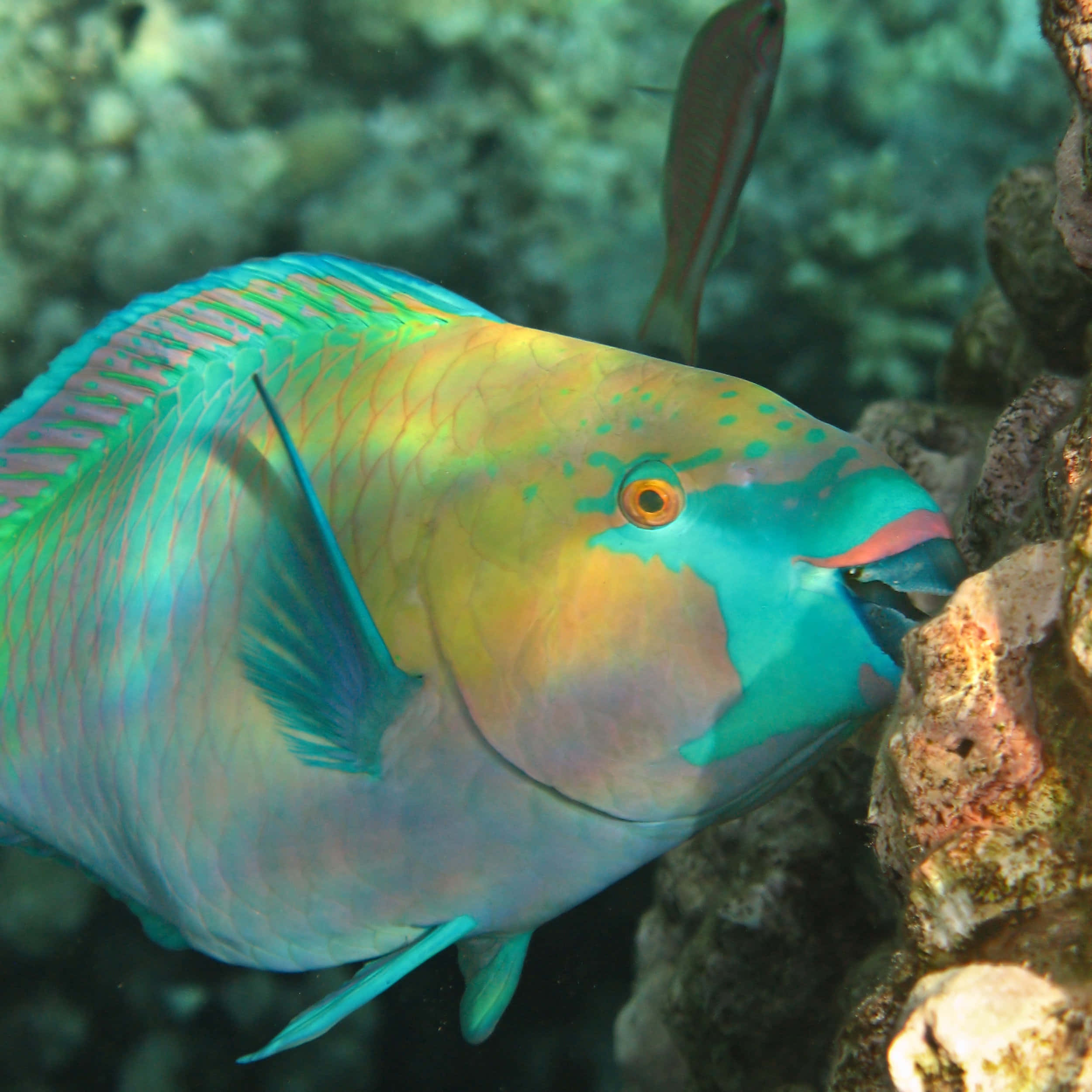 parrotfish, coral reef, iridescent blue green and yellow scales, Full HD Desktop Wallpaper