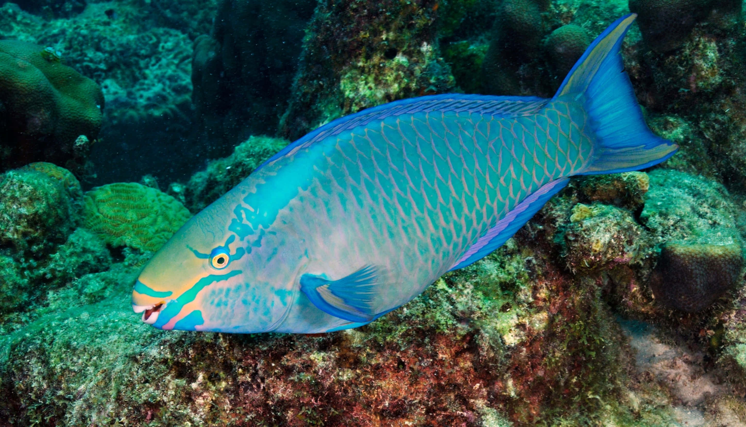 vibrant blue parrotfish, colorful coral, rocky ocean floor, 2K Desktop Wallpaper