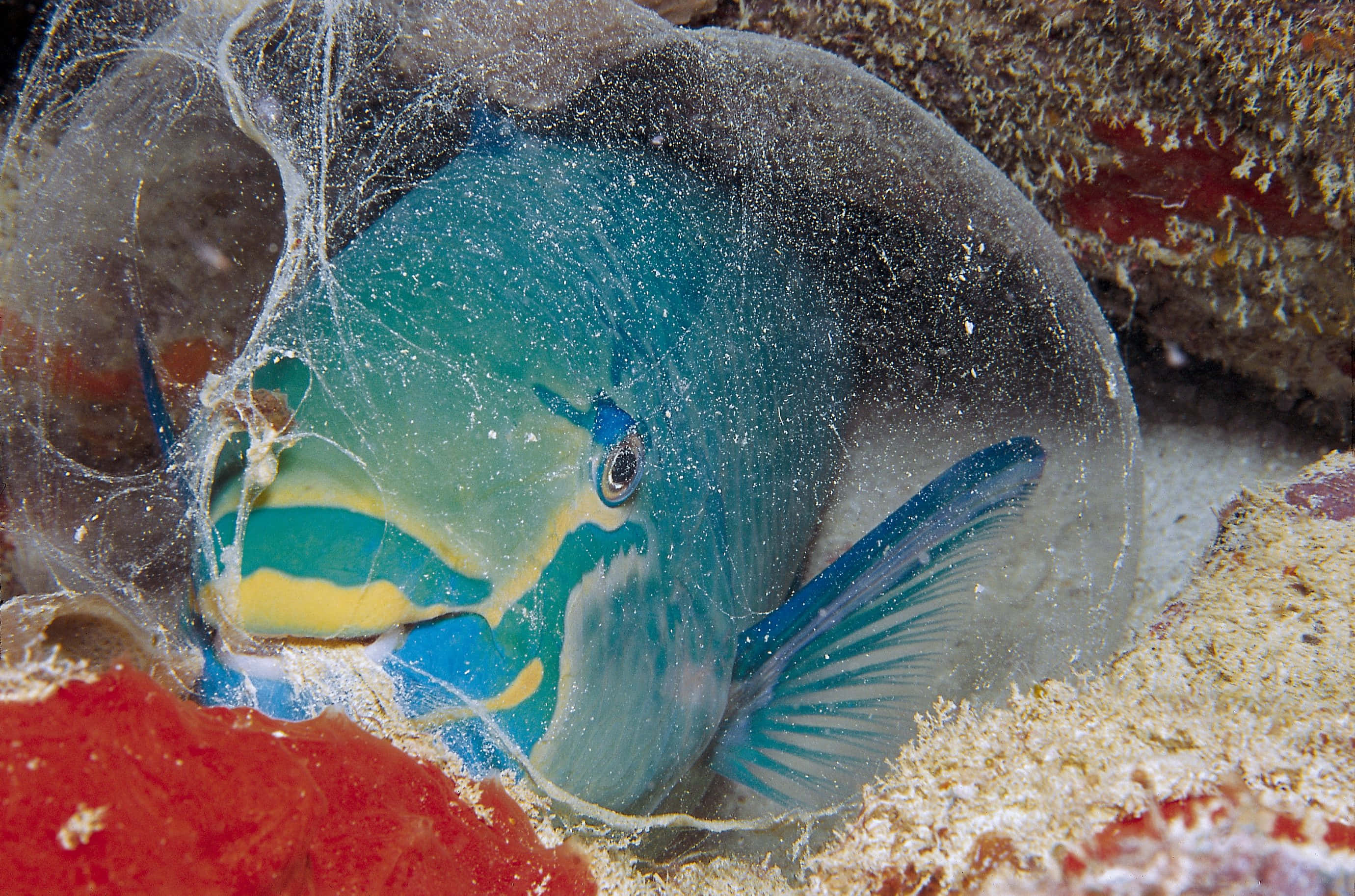 parrotfish, vibrant blue and yellow, transparent bubble net, 2K Desktop Wallpaper