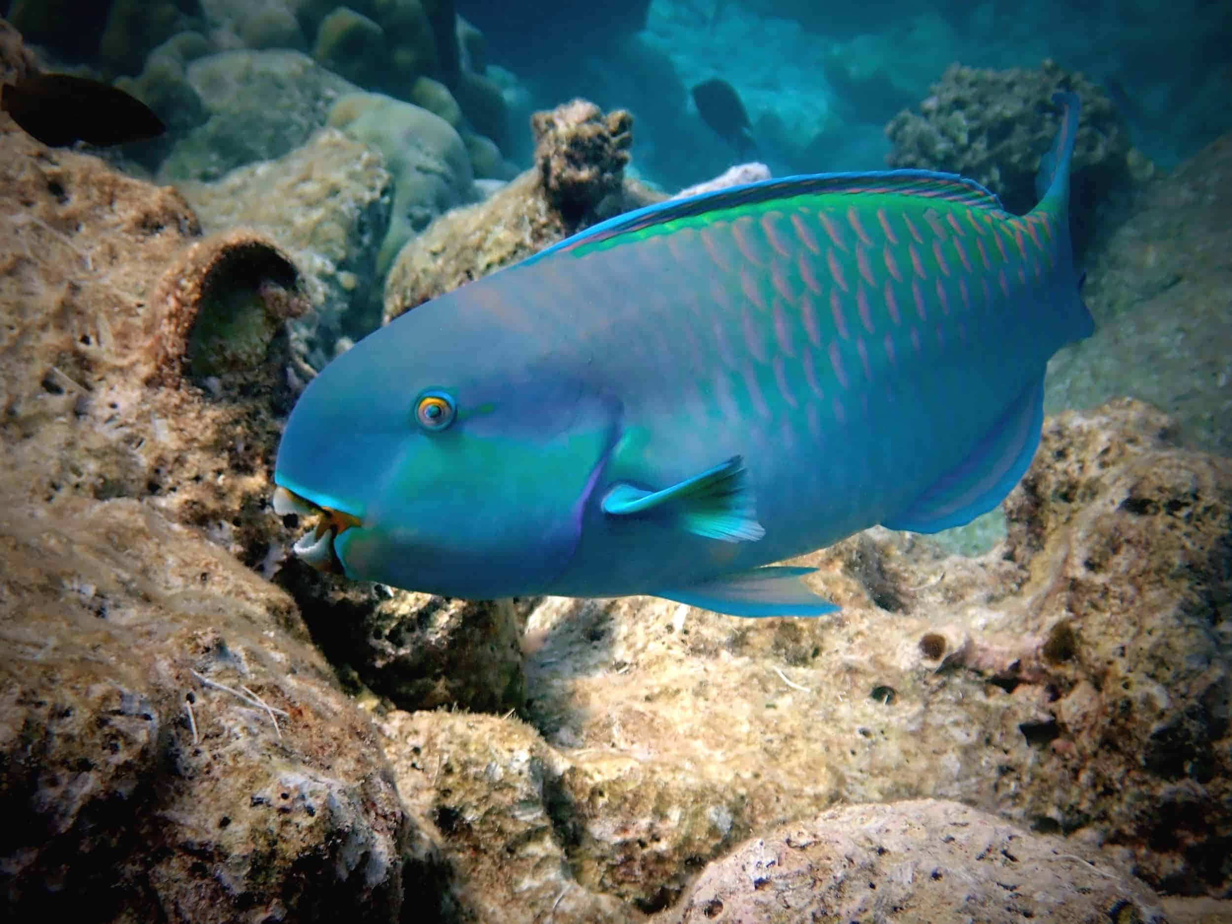 vibrant blue parrotfish, textured coral and rocks, clear turquoise water, Full HD Desktop Wallpaper