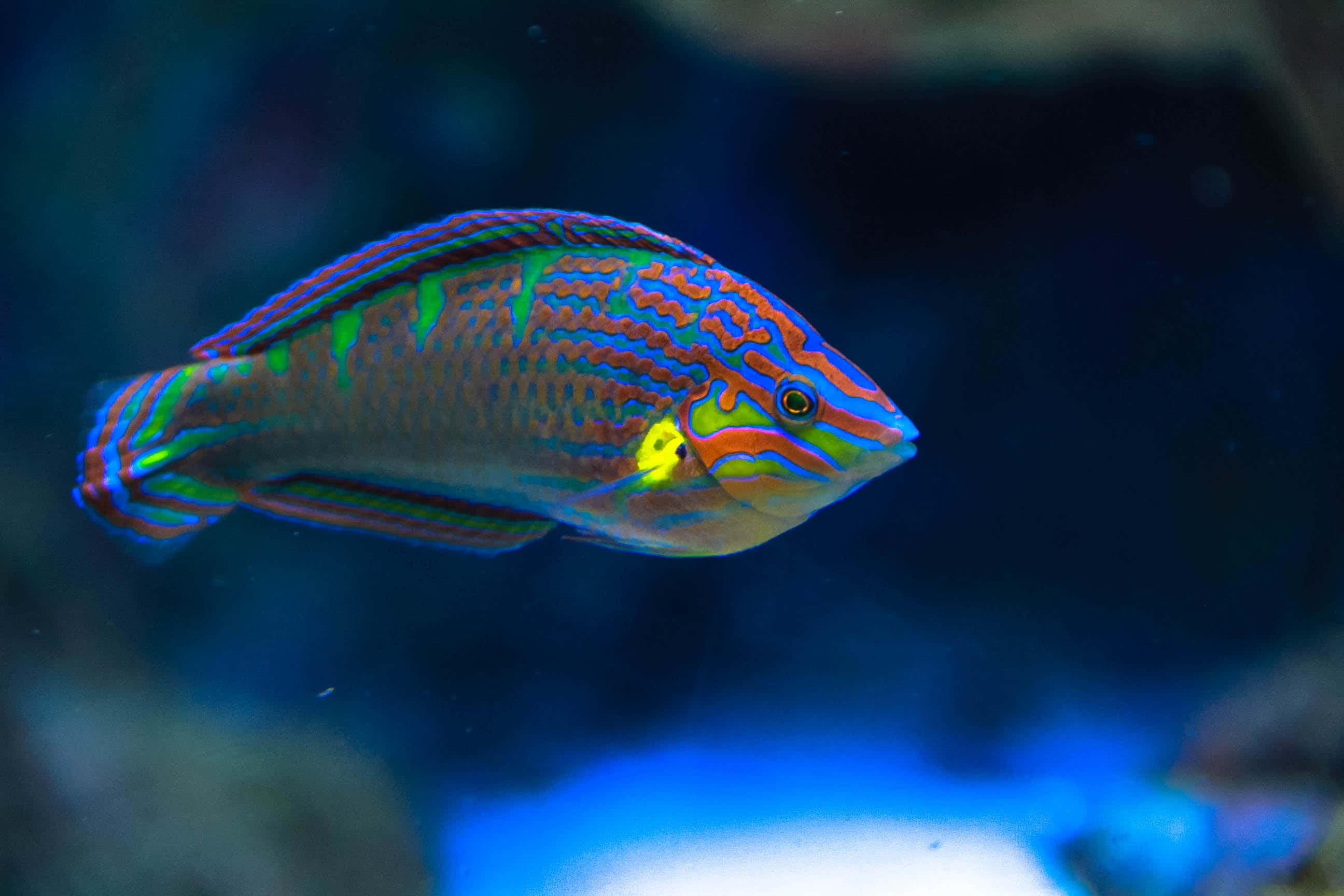 vibrant parrotfish, coral reef, electric blue green, 2K Desktop Wallpaper