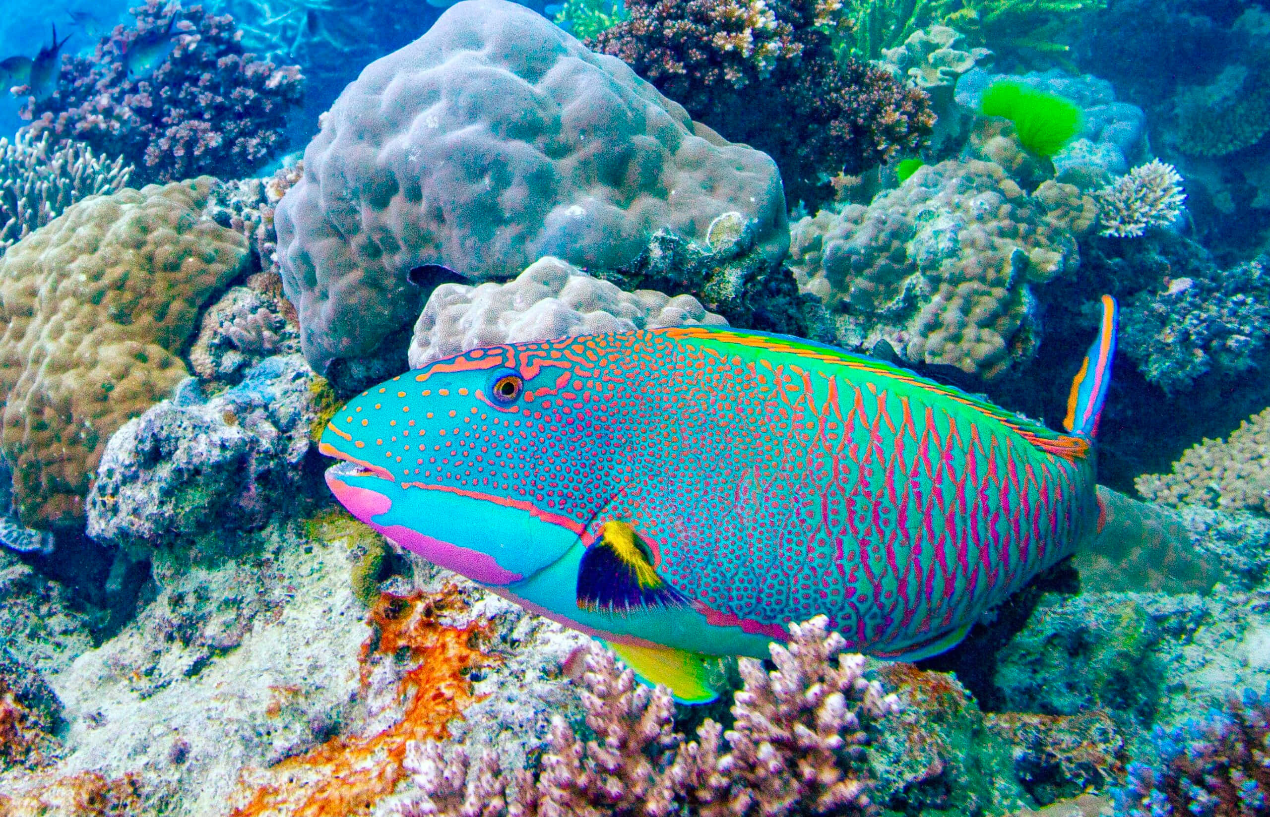 parrotfish, coral reef, tropical reef, 2K Desktop Wallpaper
