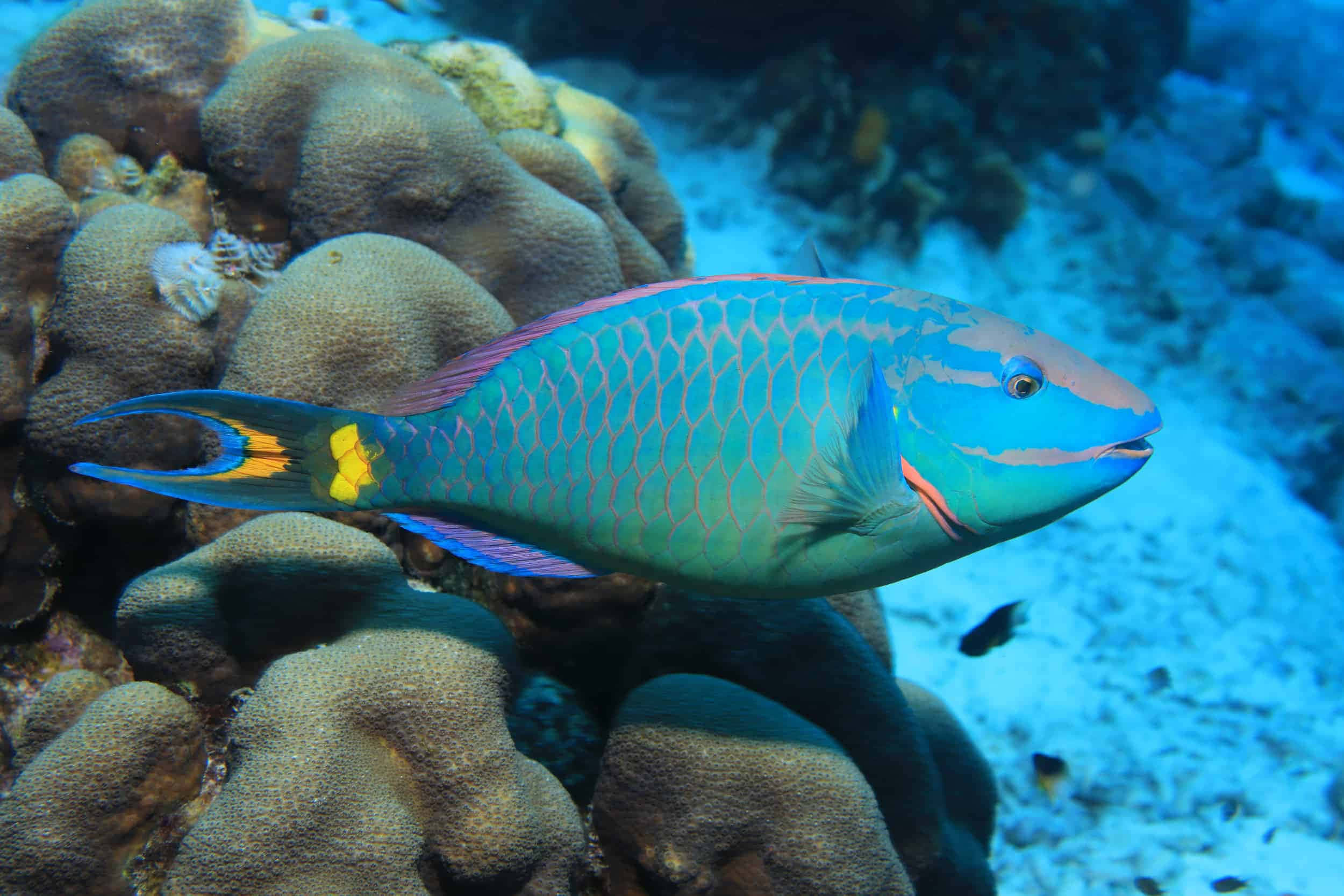 vibrant blue parrotfish, textured coral formations, clear tropical waters, Full HD Desktop Wallpaper