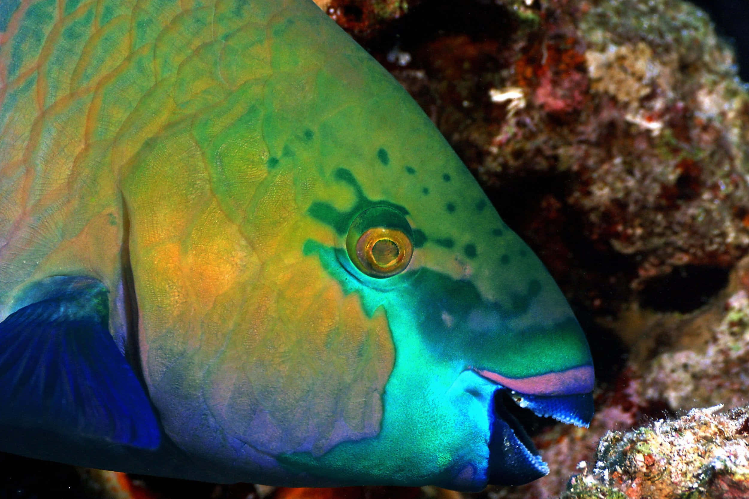parrotfish, iridescent green yellow and blue scales, textured coral reef, Full HD Desktop Wallpaper