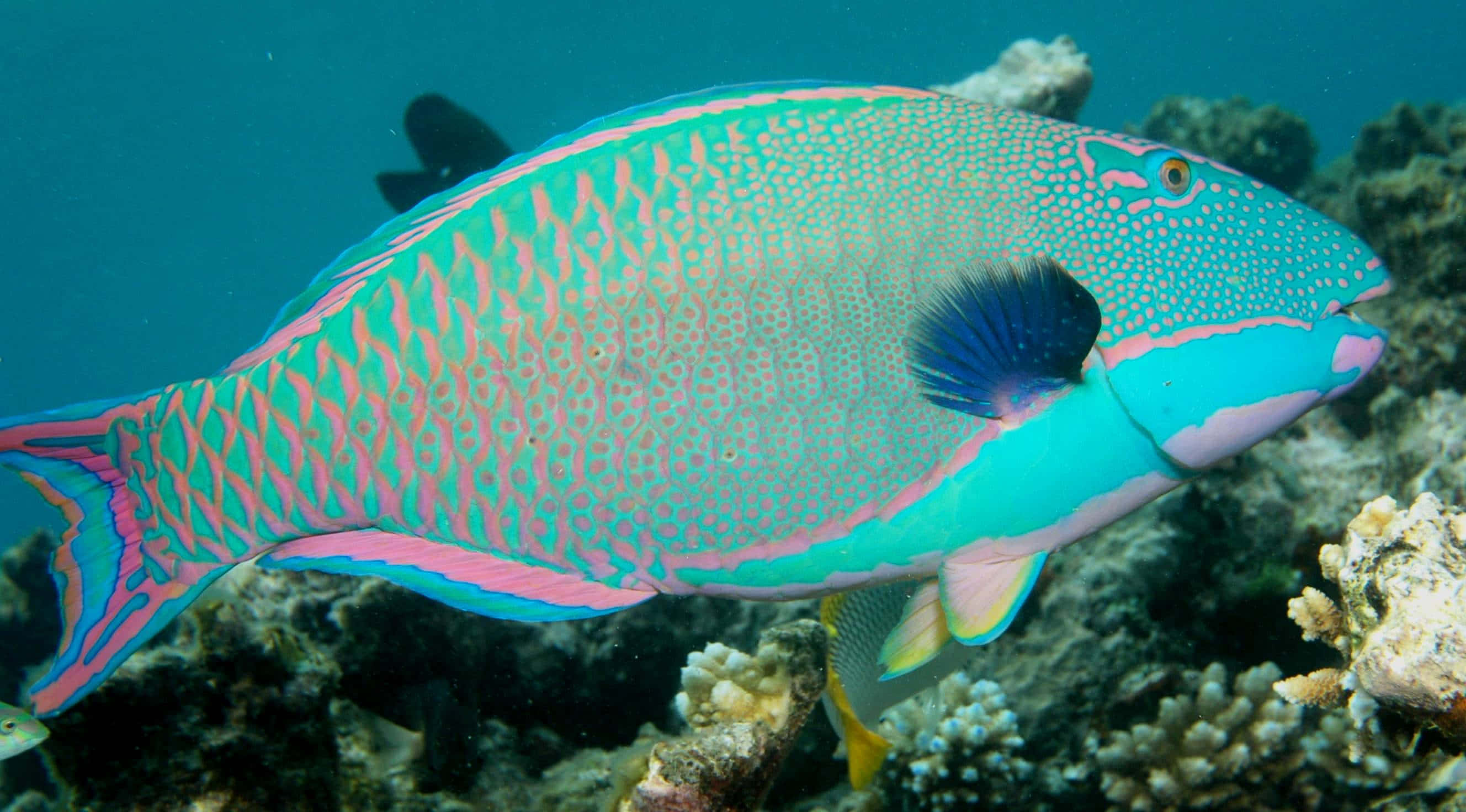 parrotfish, pink and teal patterns, coral reefs, 2K Desktop Wallpaper
