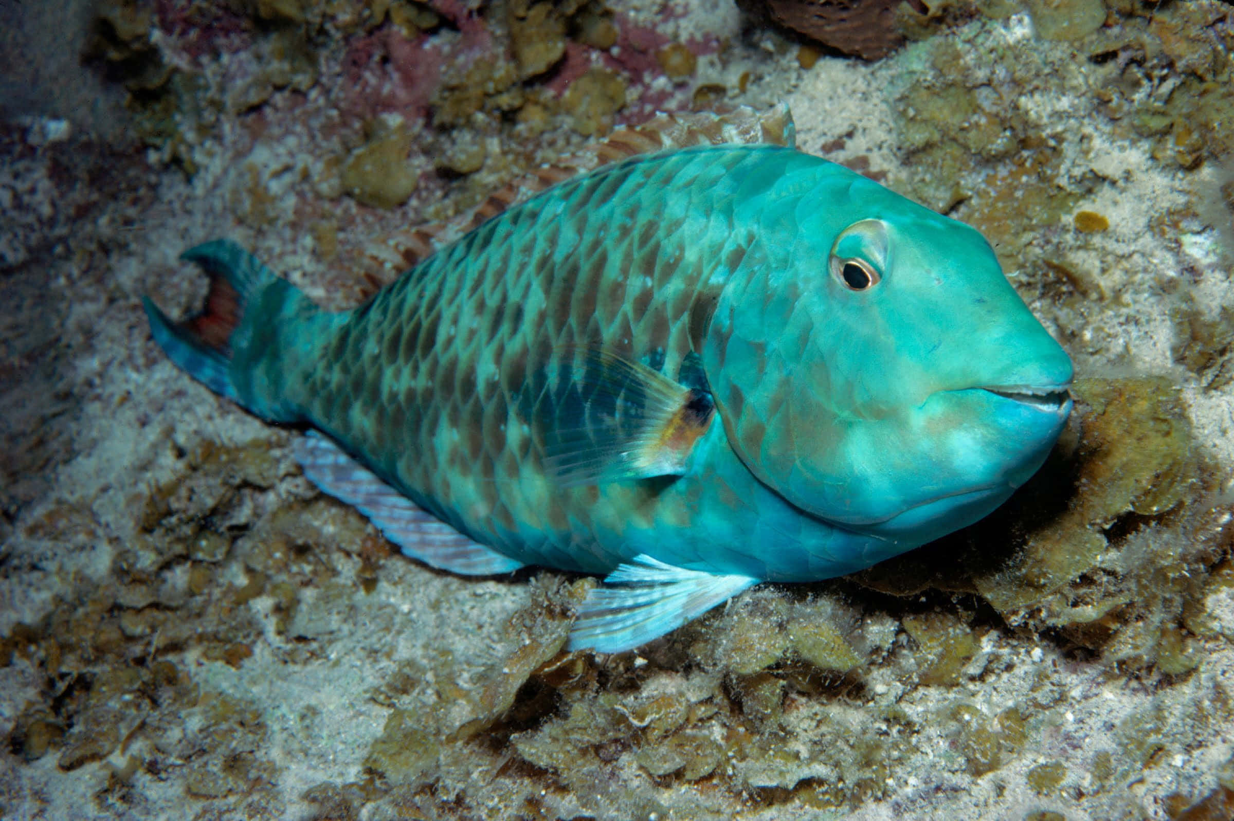 blue parrotfish, turquoise parrotfish, sandy ocean floor, Full HD Desktop Wallpaper