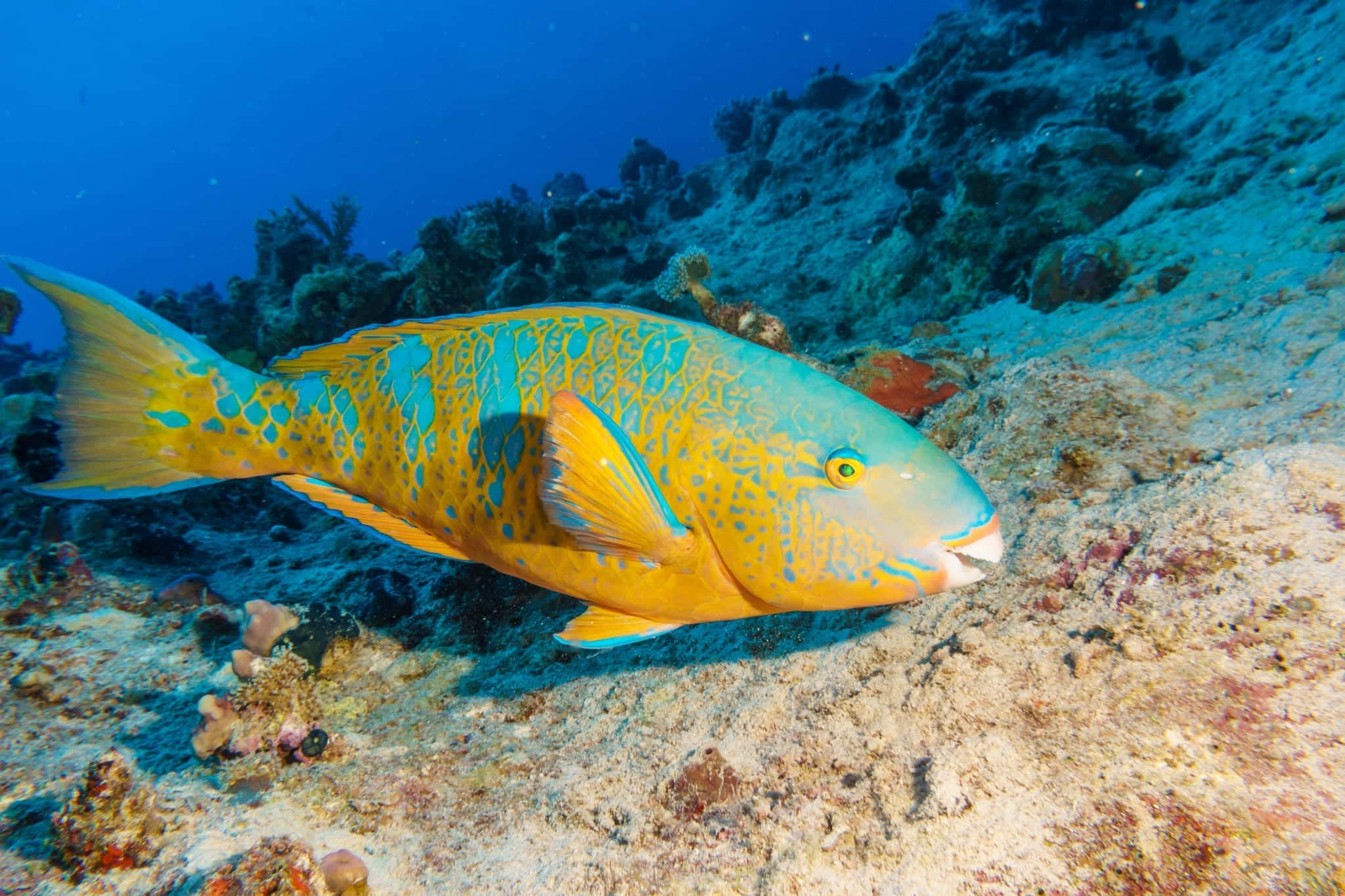 vibrant parrotfish, tropical water, sunlit coral reef, Full HD Desktop Wallpaper
