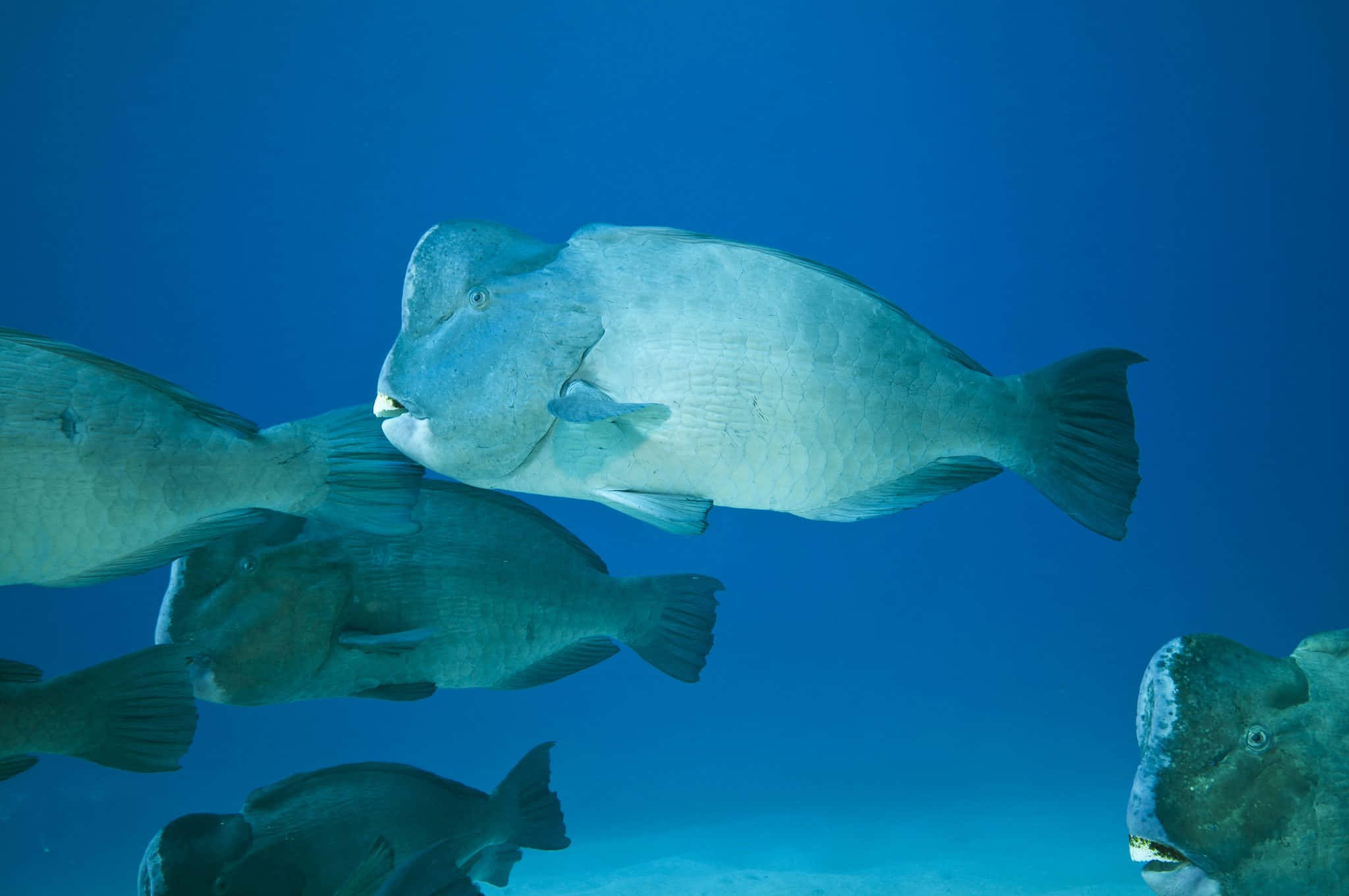 parrotfish, vibrant coral reefs, clear blue ocean water, Full HD Desktop Wallpaper