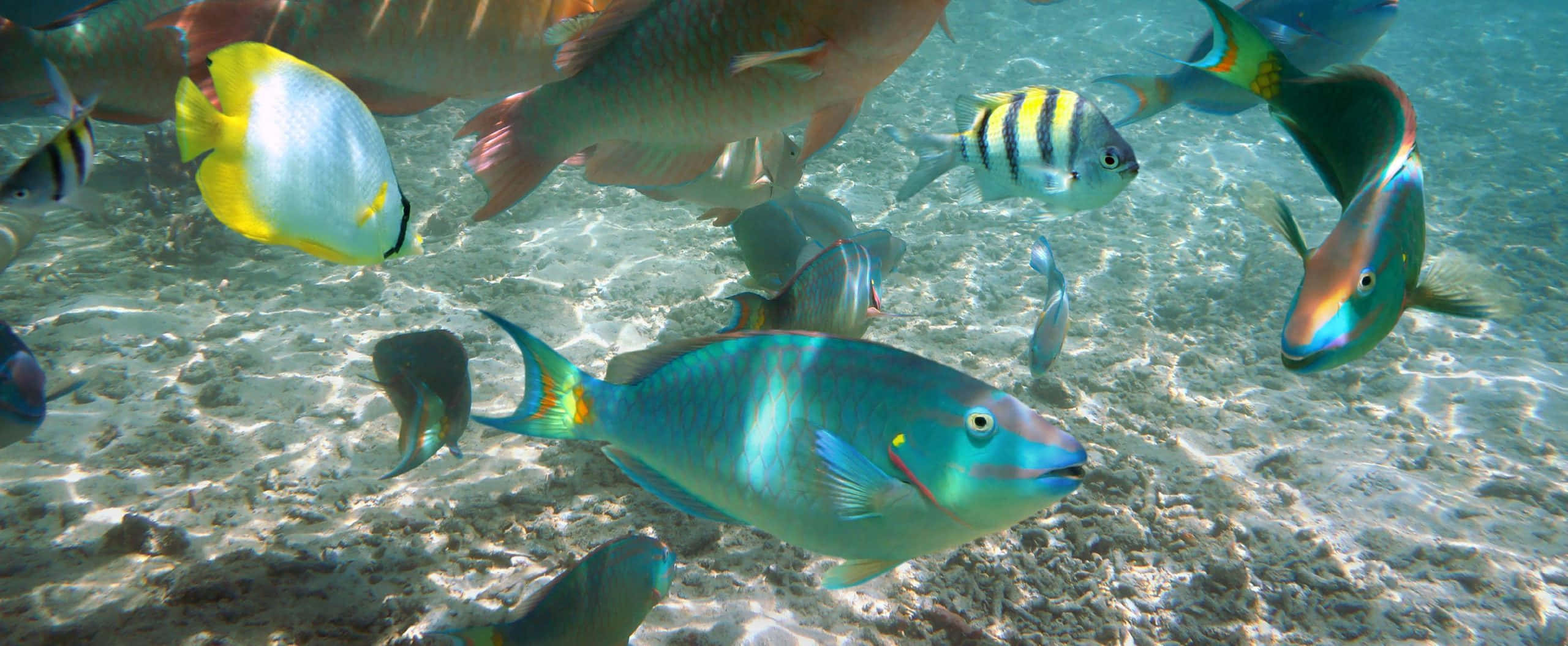 Parrotfish, coral reef, turquoise water, 2K Desktop Wallpaper