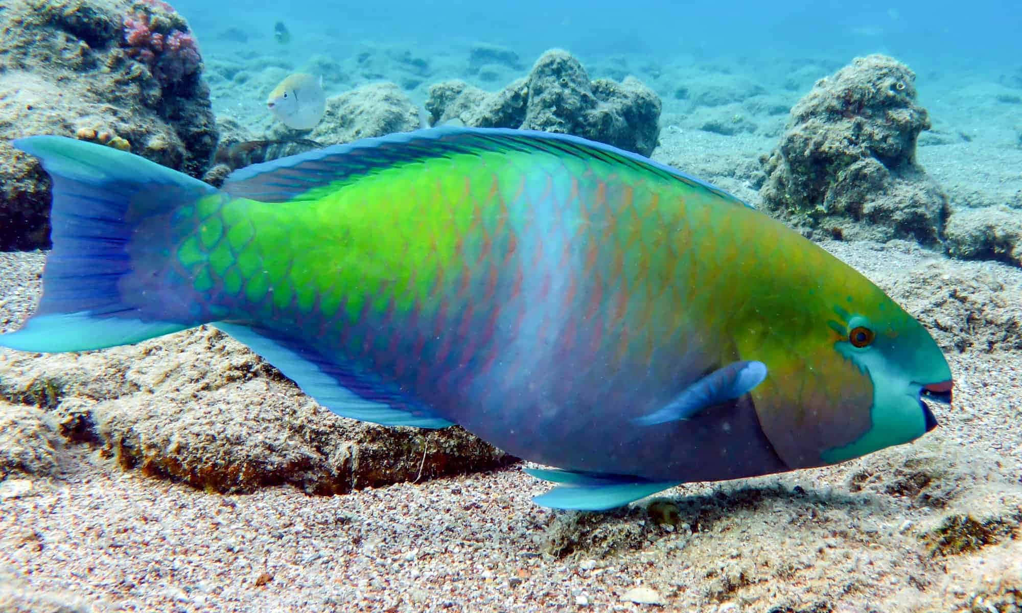parrotfish, coral reef, sandy ocean floor, Full HD Desktop Wallpaper