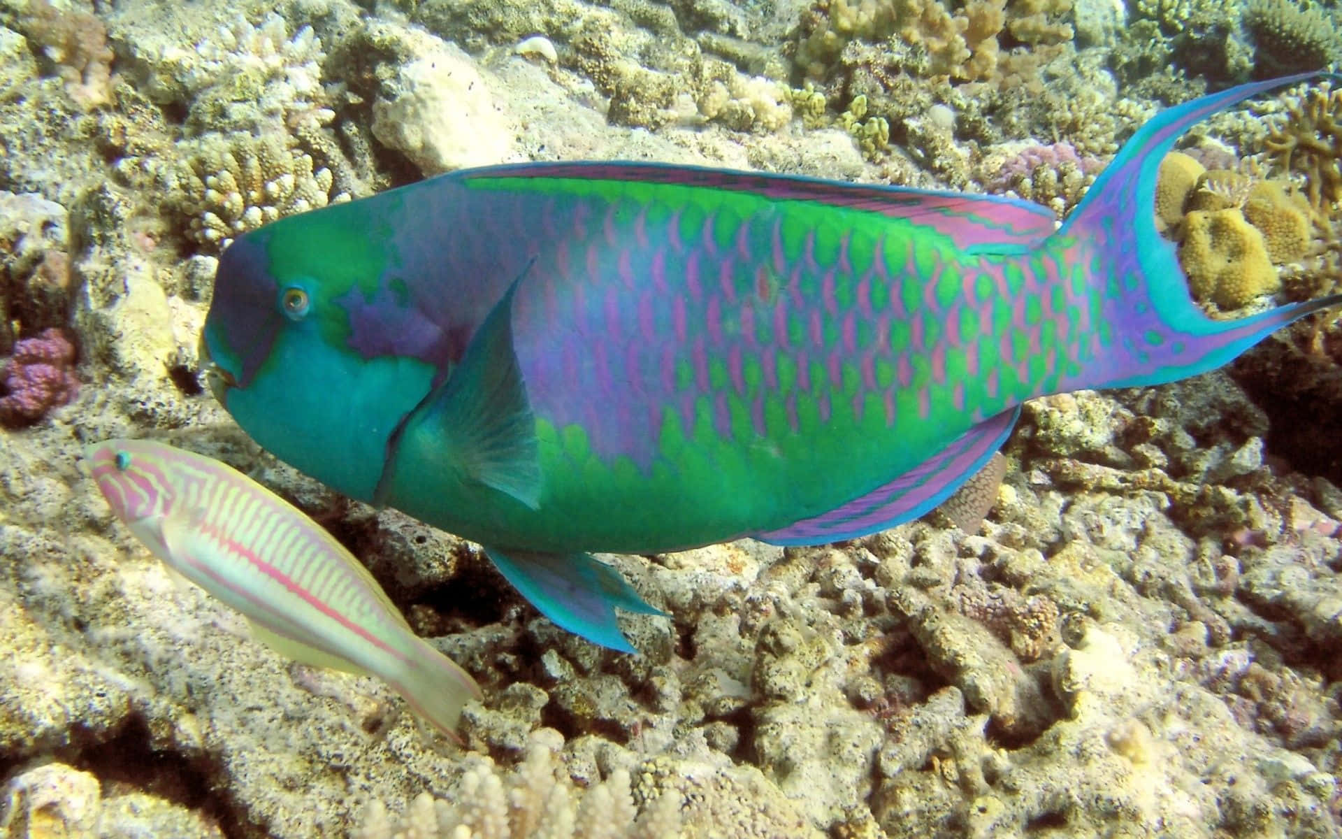 vivid parrotfish, calm waters, textured coral reef, Full HD Desktop Wallpaper
