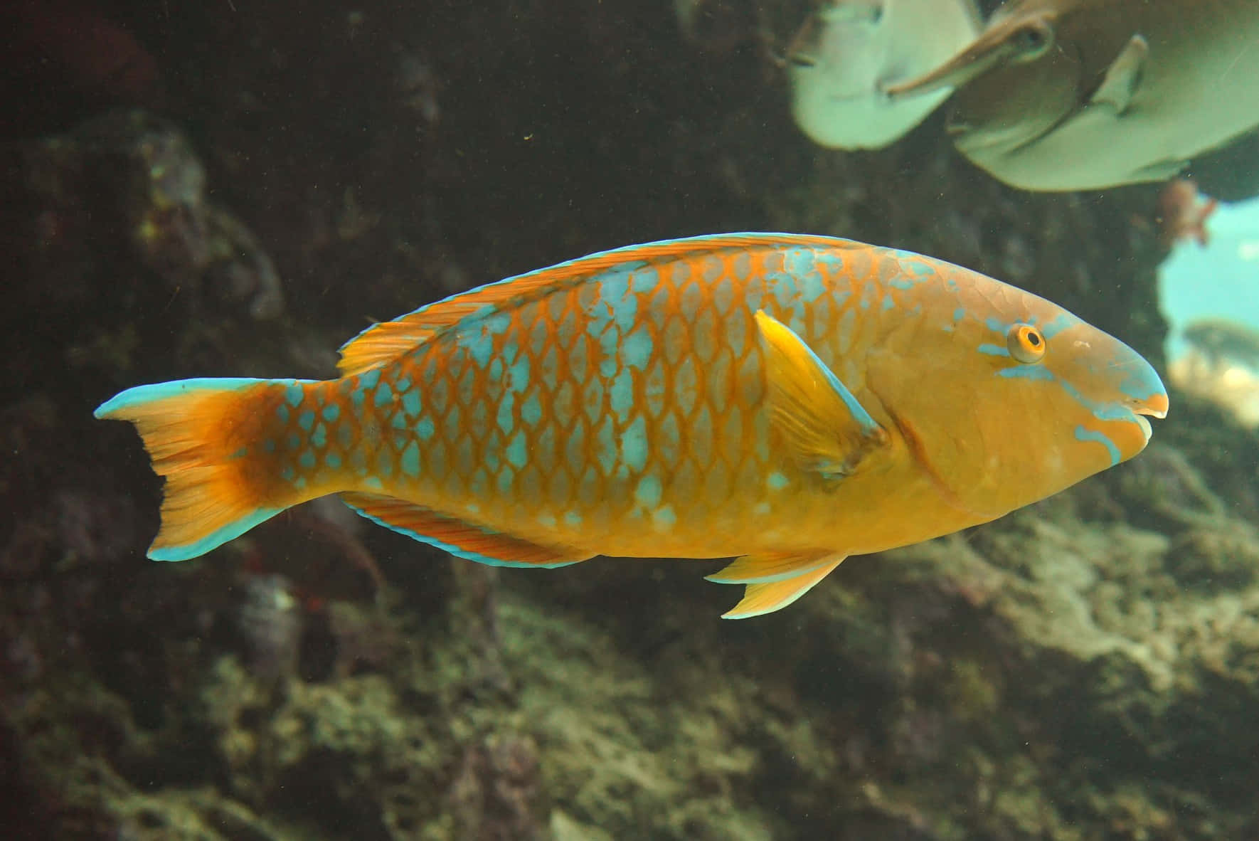 vibrant orange, turquoise, parrotfish, HD Desktop Wallpaper