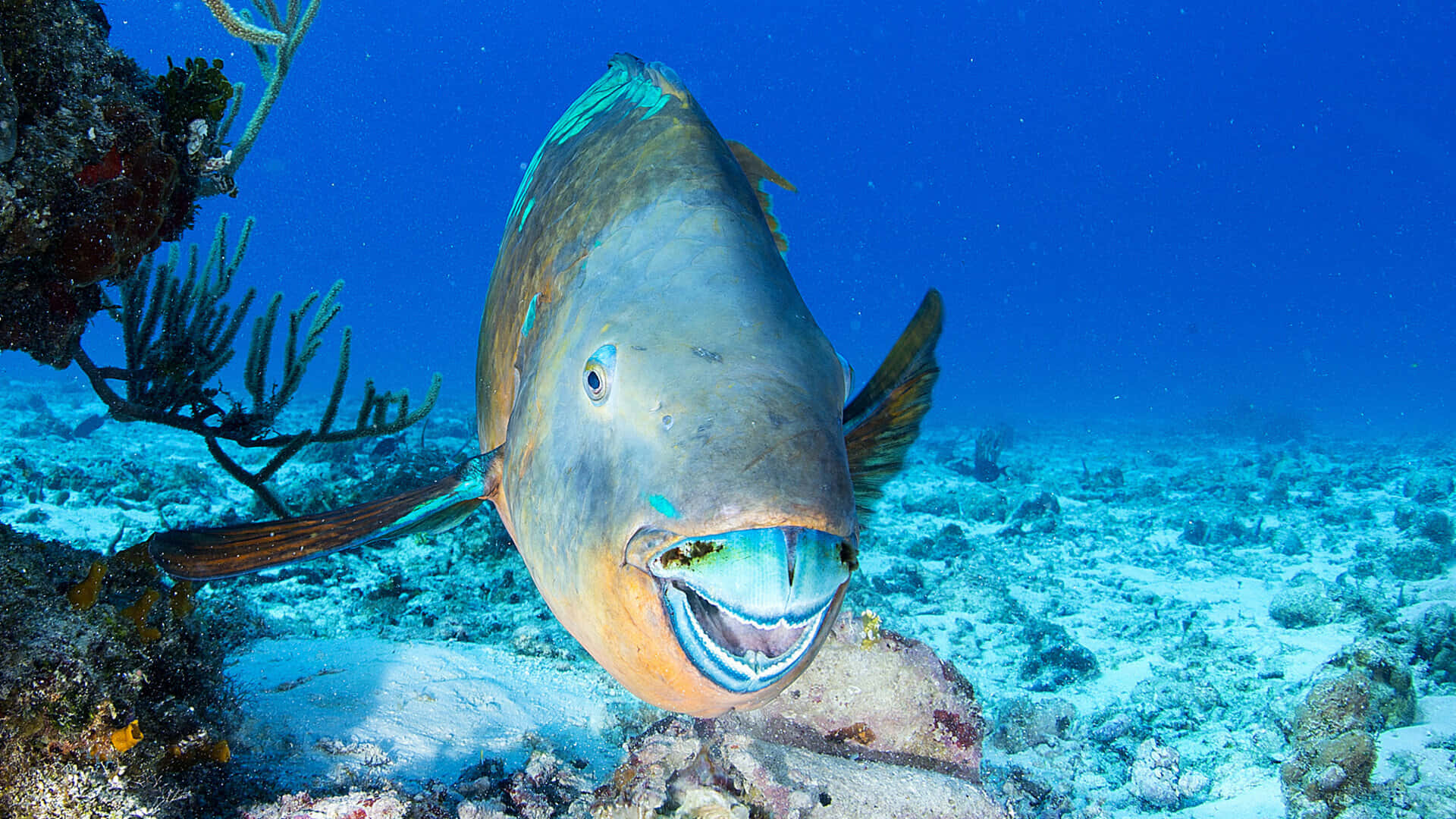 parrotfish, coral, sandy ocean floor, Full HD Desktop Wallpaper