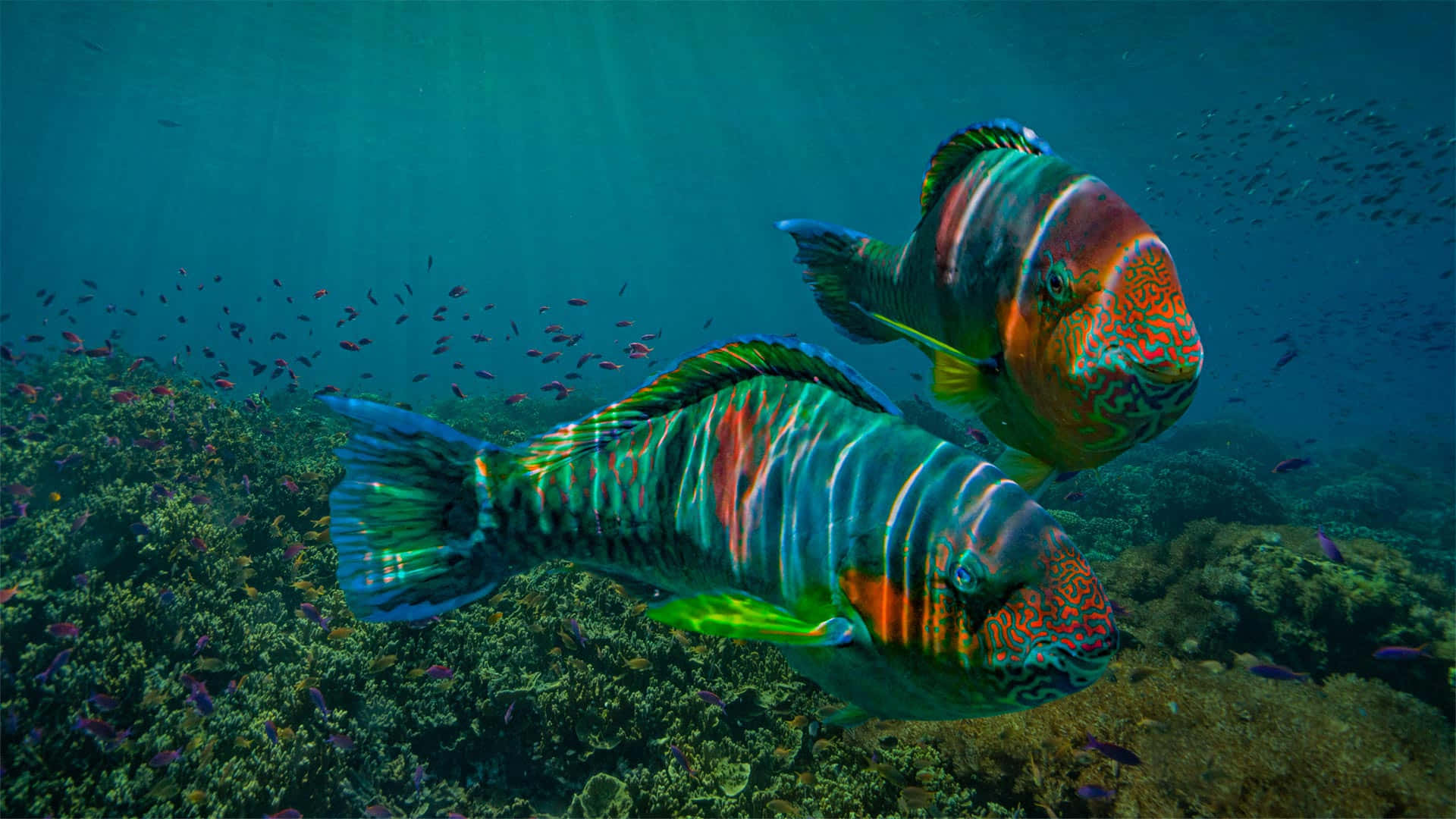 Tropical Parrotfish, vibrantly colored, sunlit coral reef, Full HD Desktop Wallpaper