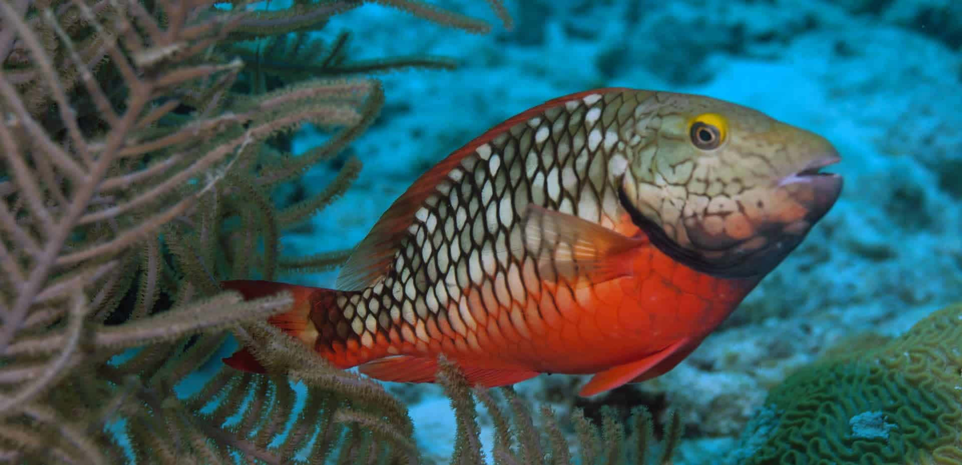 parrotfish, vibrant red and white, delicate brown coral branches, Full HD Desktop Wallpaper