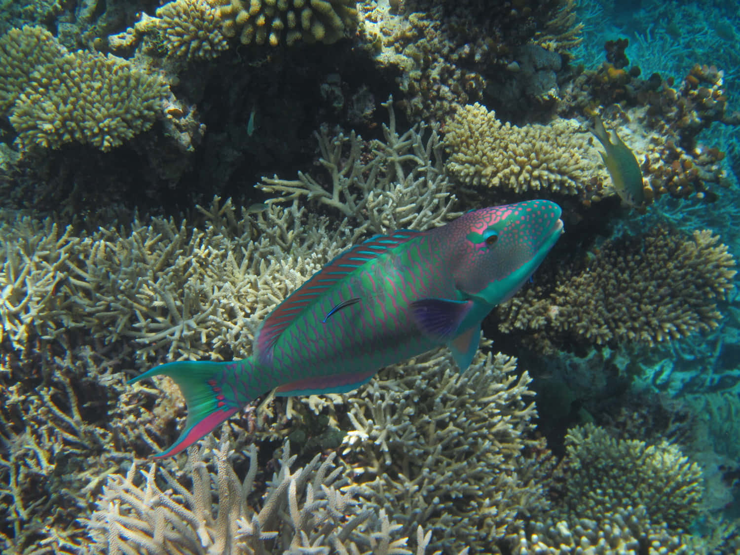 parrotfish, coral reef, turquoise waters, HD Desktop Wallpaper