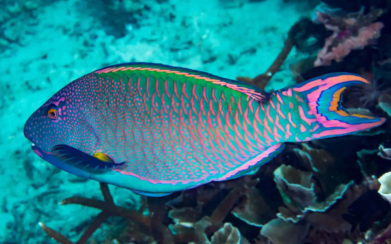 vibrant parrotfish, pink green and blue scales, coral reefs, HD Desktop Wallpaper