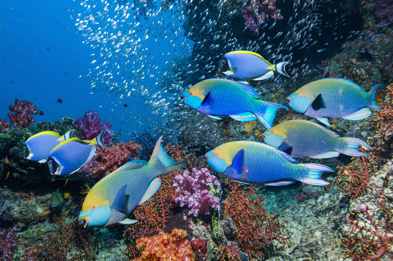 parrotfish, school, colorful coral formations, HD Desktop Wallpaper