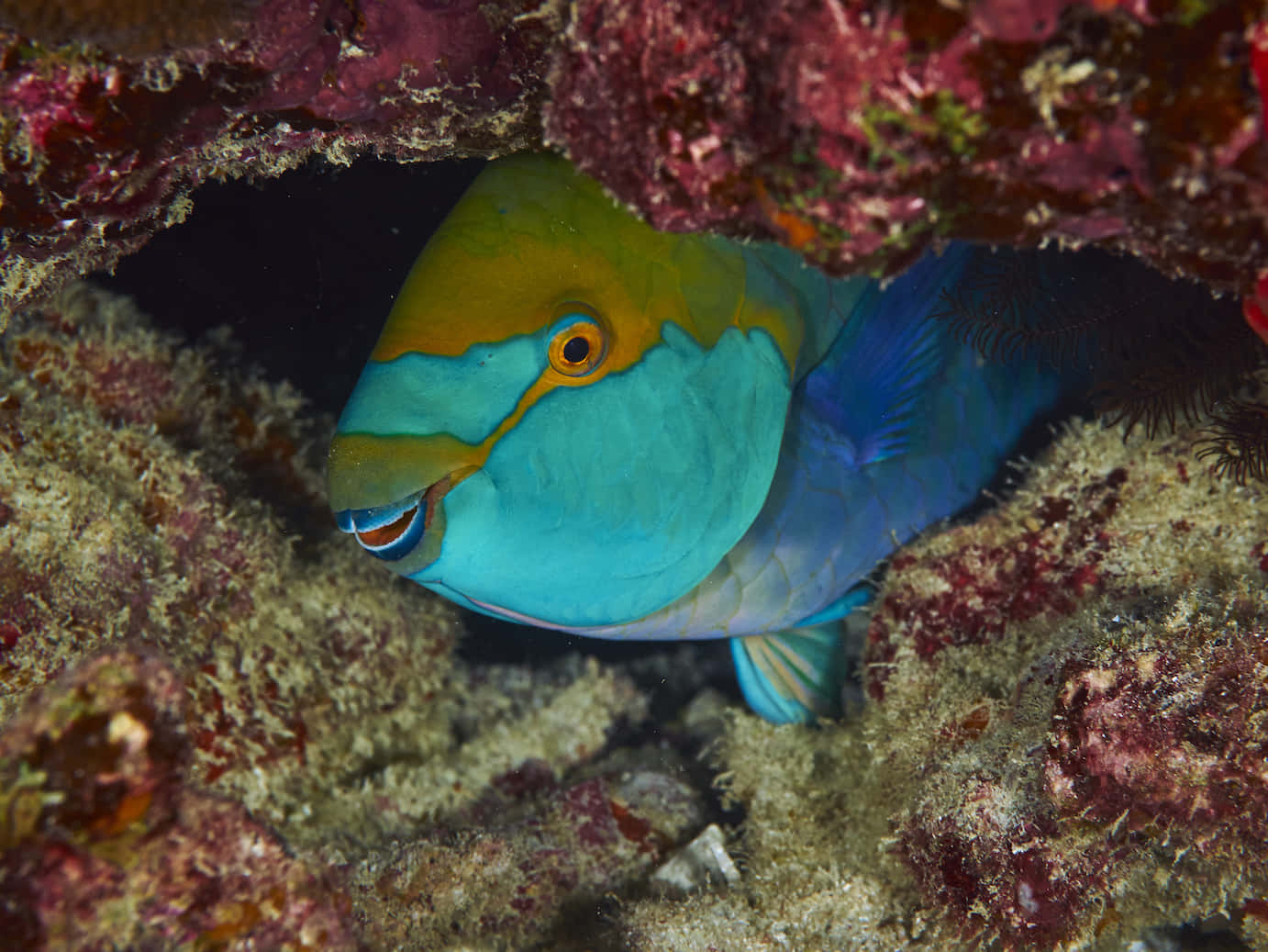 parrotfish, blue and green, coral crevice, HD Desktop Wallpaper
