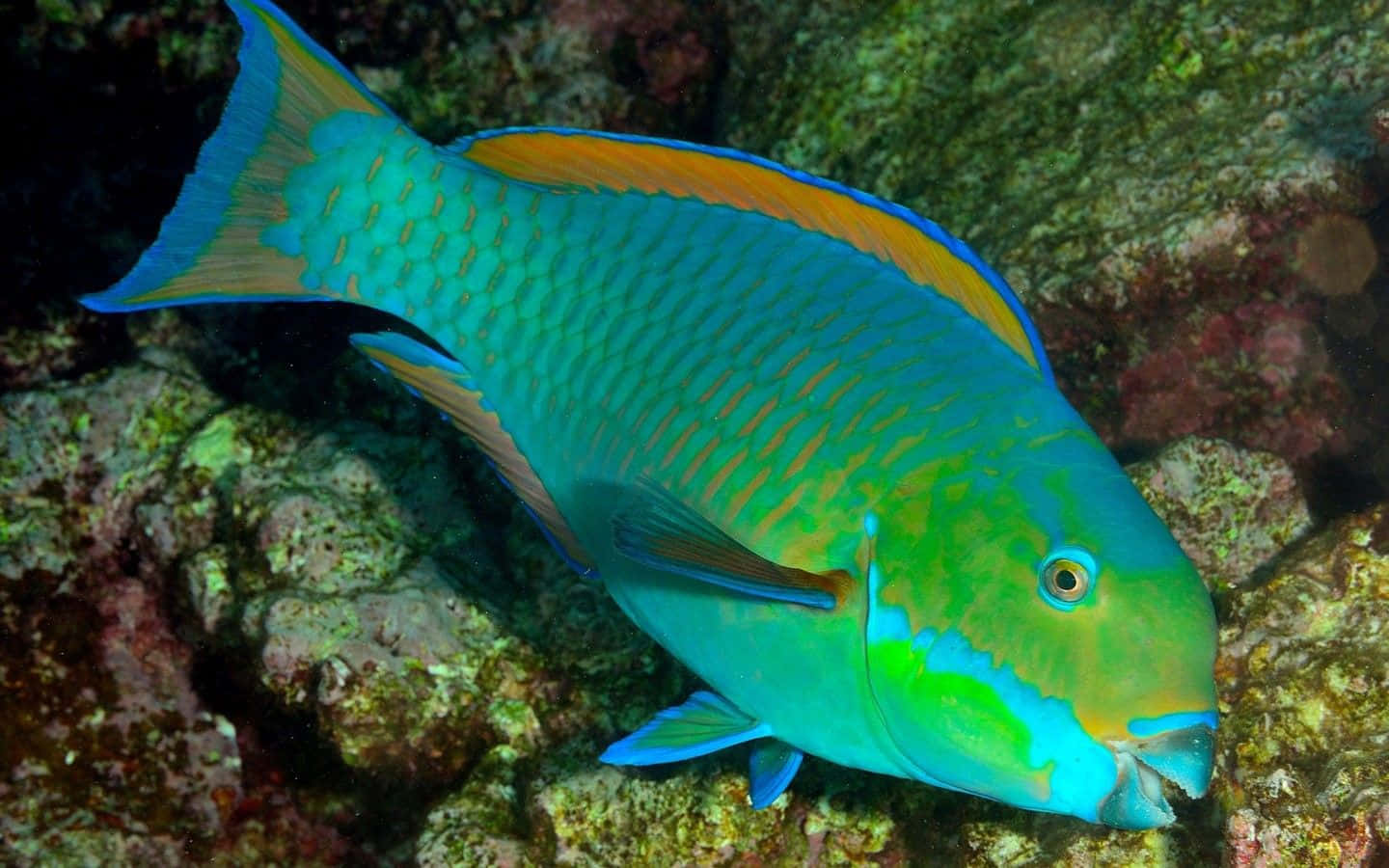 parrotfish, turquoise green scales, orange accents, HD Desktop Wallpaper