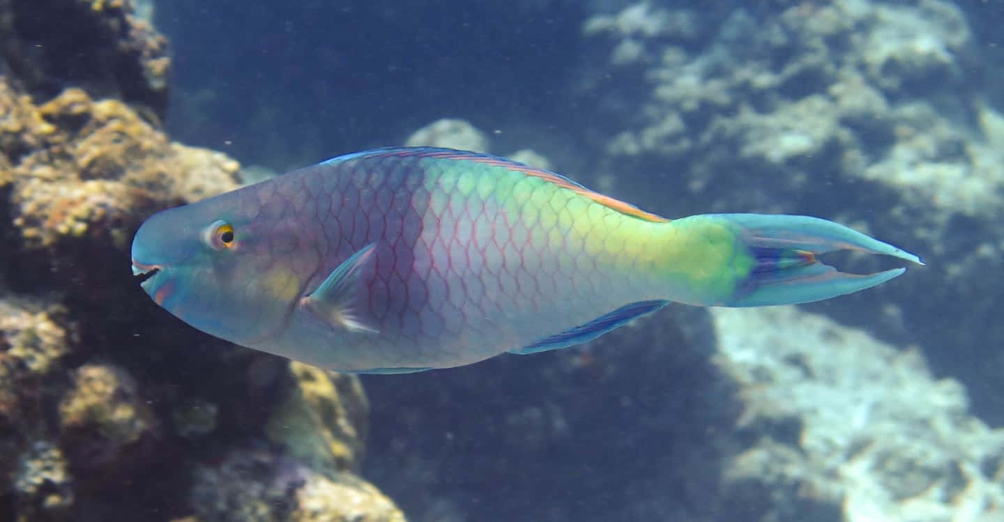 parrotfish, textured coral, clear blue ocean water, HD Desktop Wallpaper