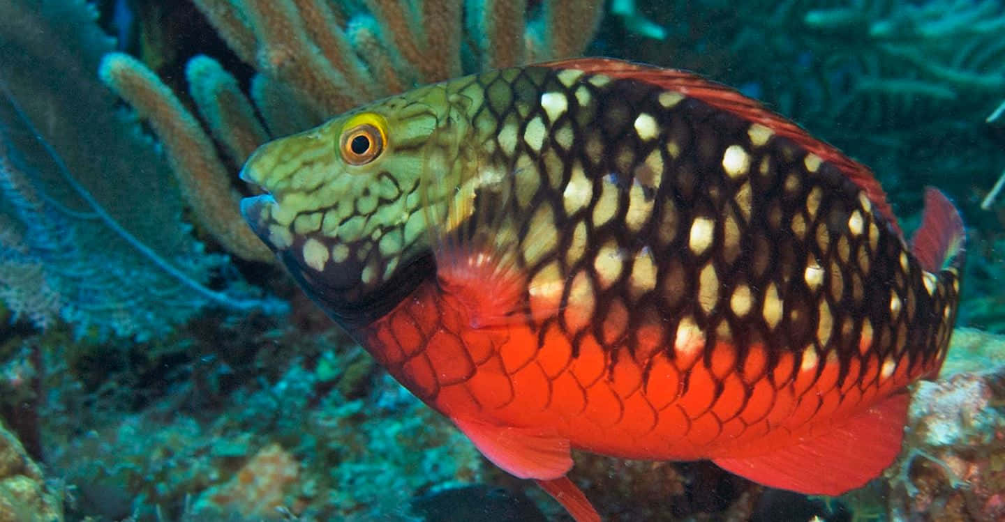 parrotfish, coral reef, red lower body, HD Desktop Wallpaper