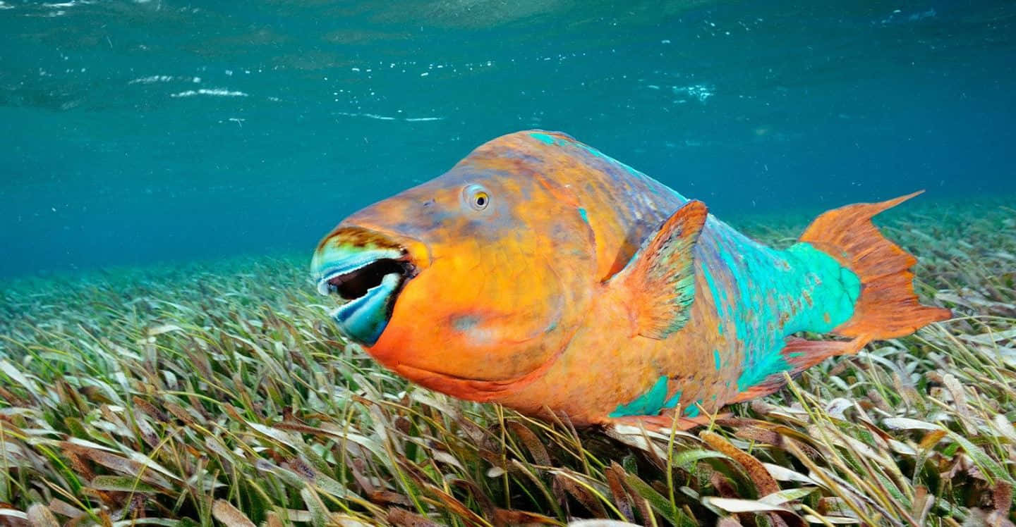parrotfish, seagrass bed, turquoise water, HD Desktop Wallpaper