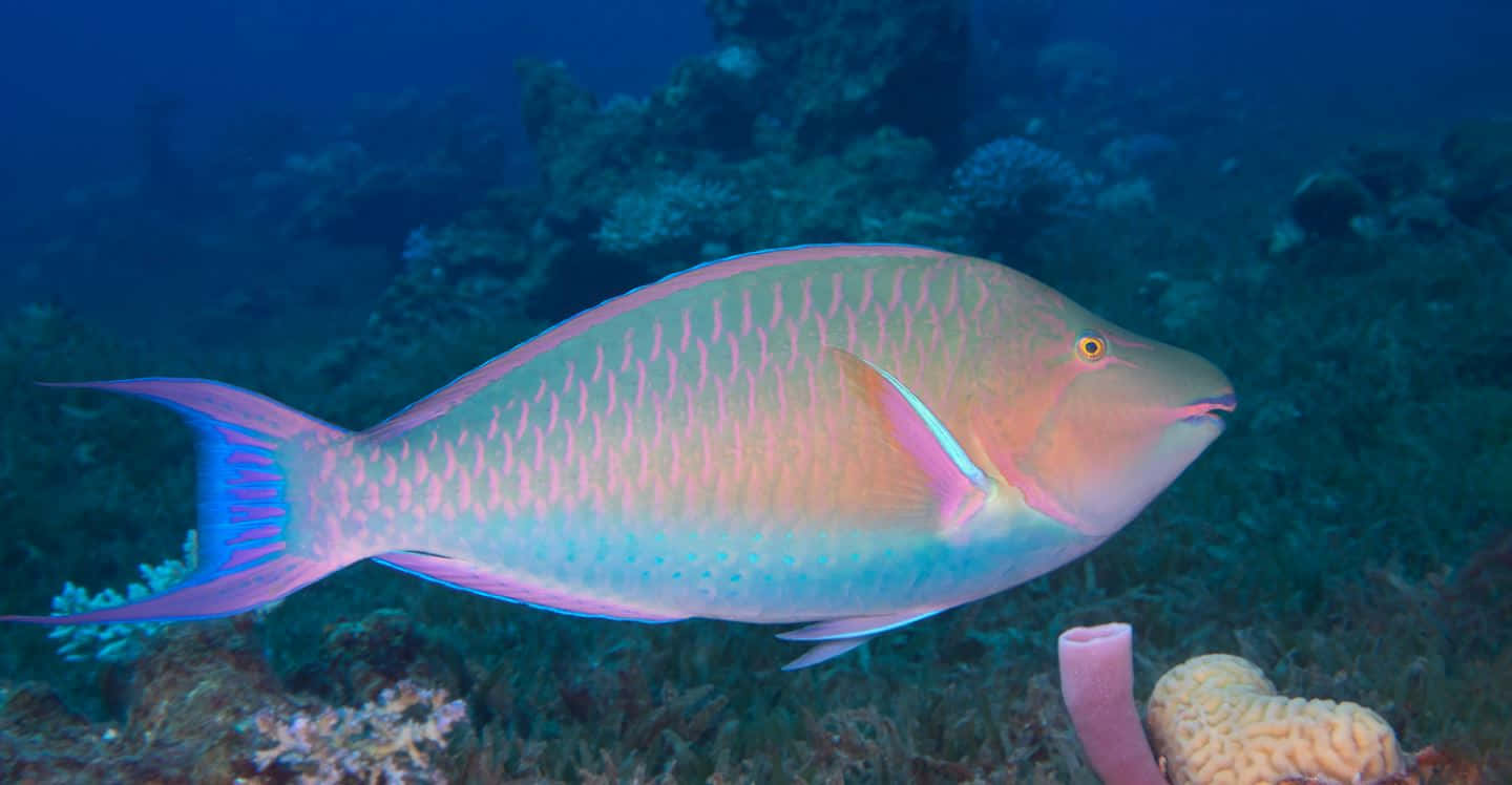 vibrant pink, blue parrotfish, coral reef, HD Desktop Wallpaper
