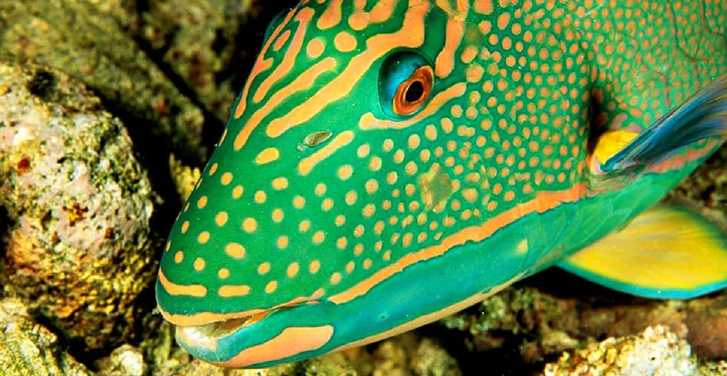 parrotfish, vibrant green, orange spotted, HD Desktop Wallpaper